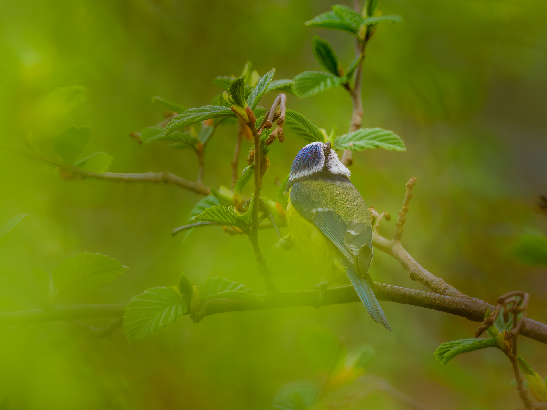 Eurasian blue tit (Cyanistes caeruleus) OM-1, Zuiko 300mm f 4 + 1,4 TC, 1/200s, f 5,6, iso 200