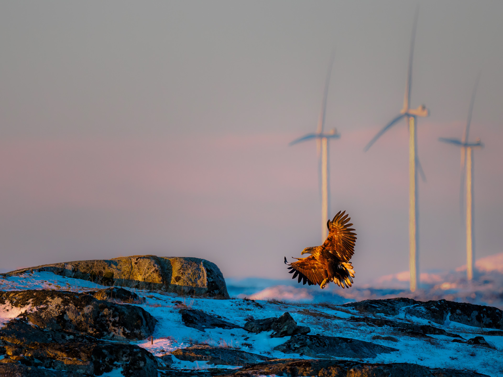 White-tailed eagle (Haliaeetus albicilla)