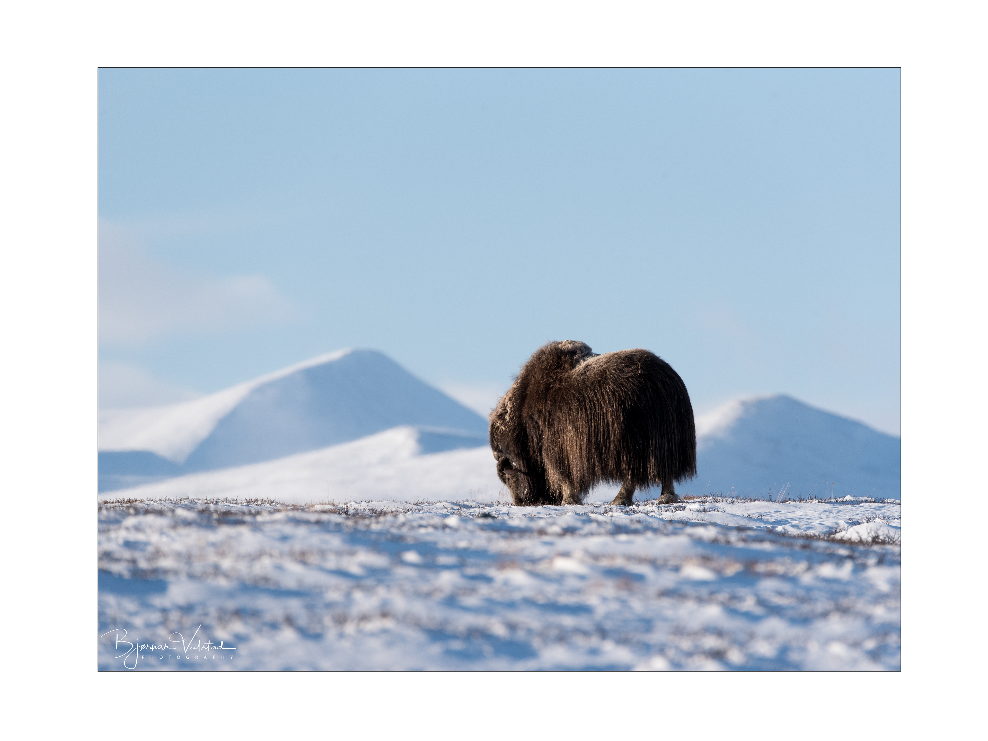 Musk ox, Dovre, Norway