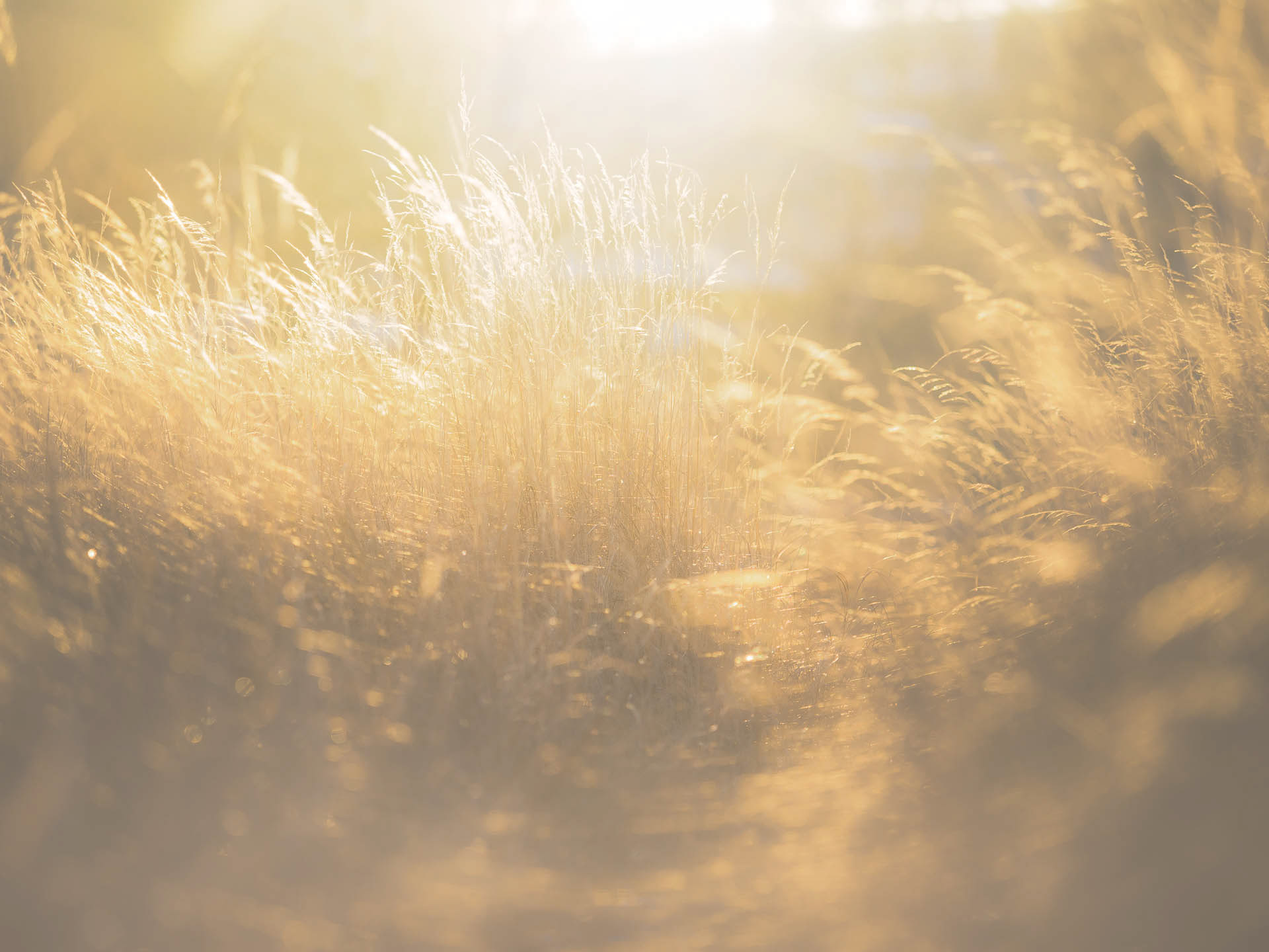 Juncus - Øyeren, Norway