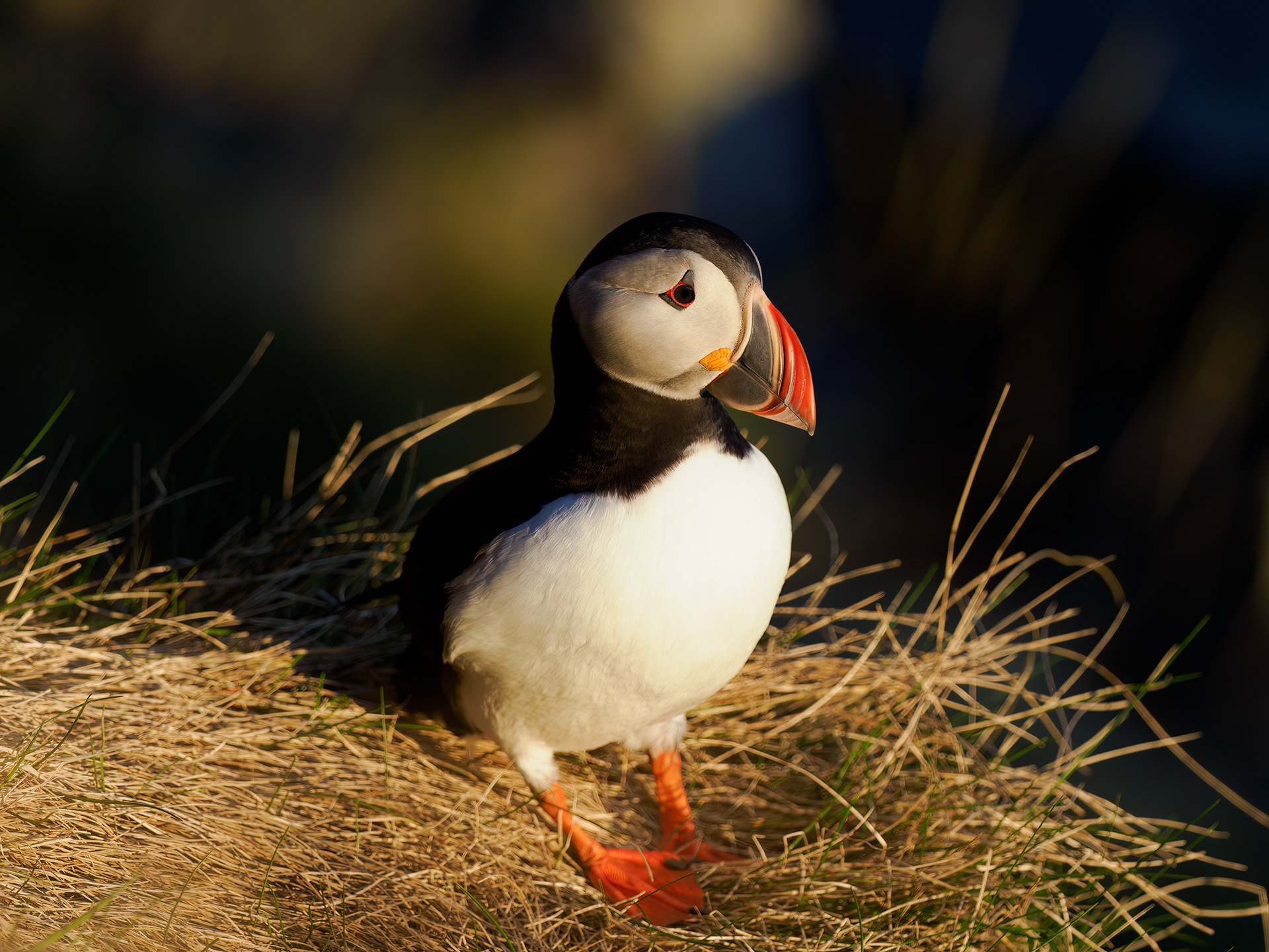 Atlantic puffin (Fratercula arctica)