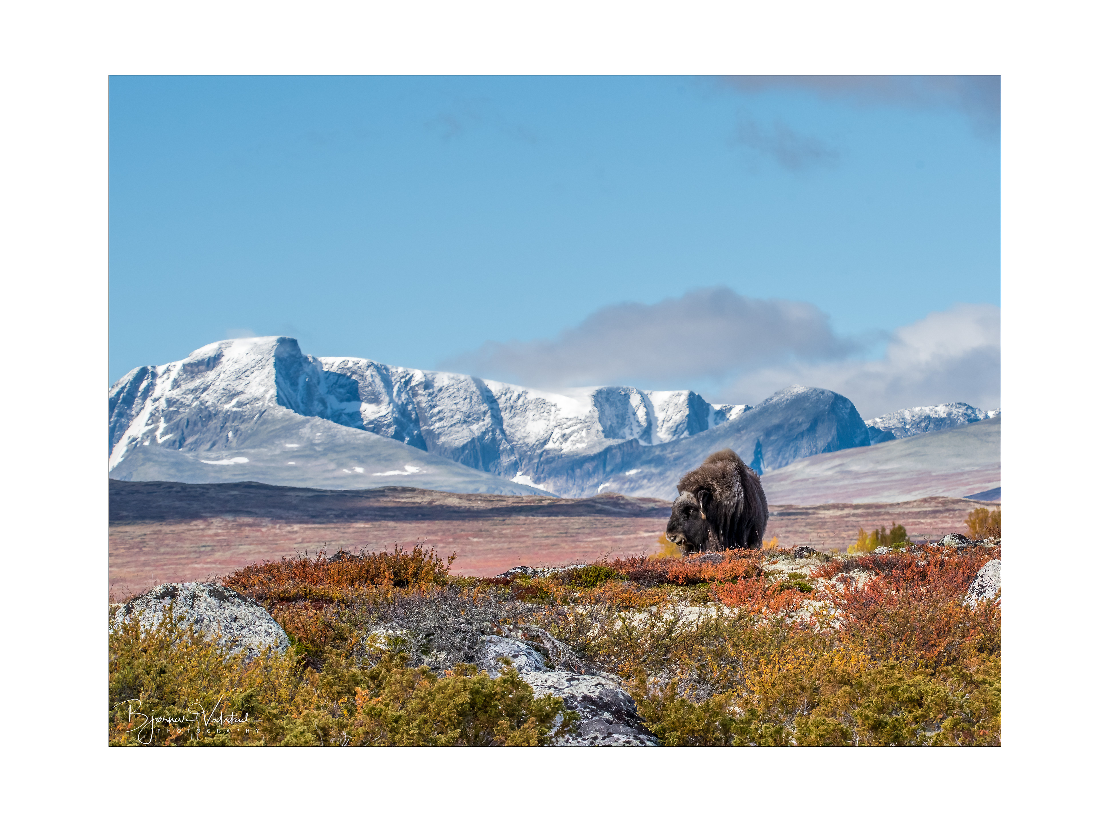 Musk ox, Dovre, Norway