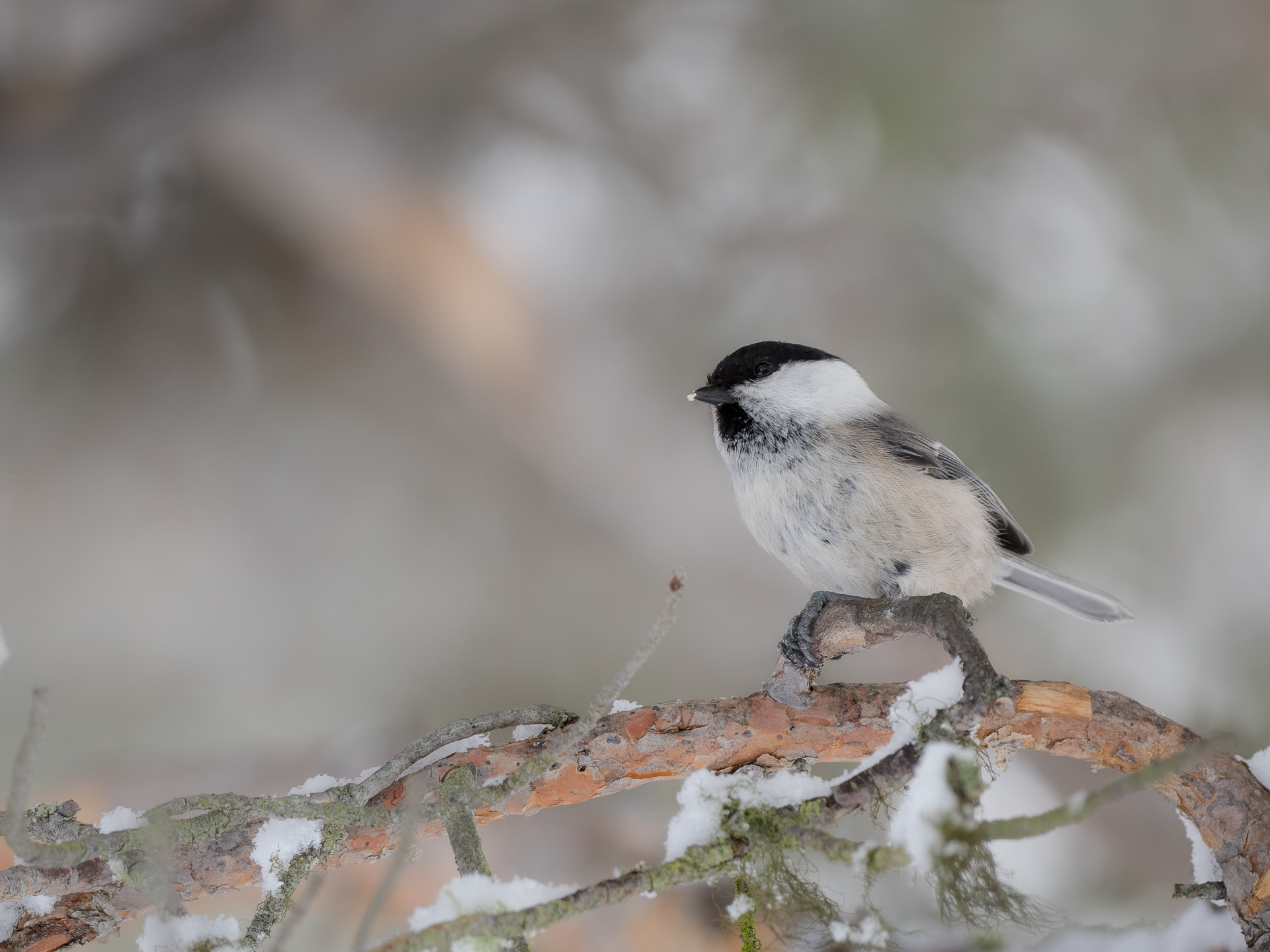 Willow tit (Poecile montanus)