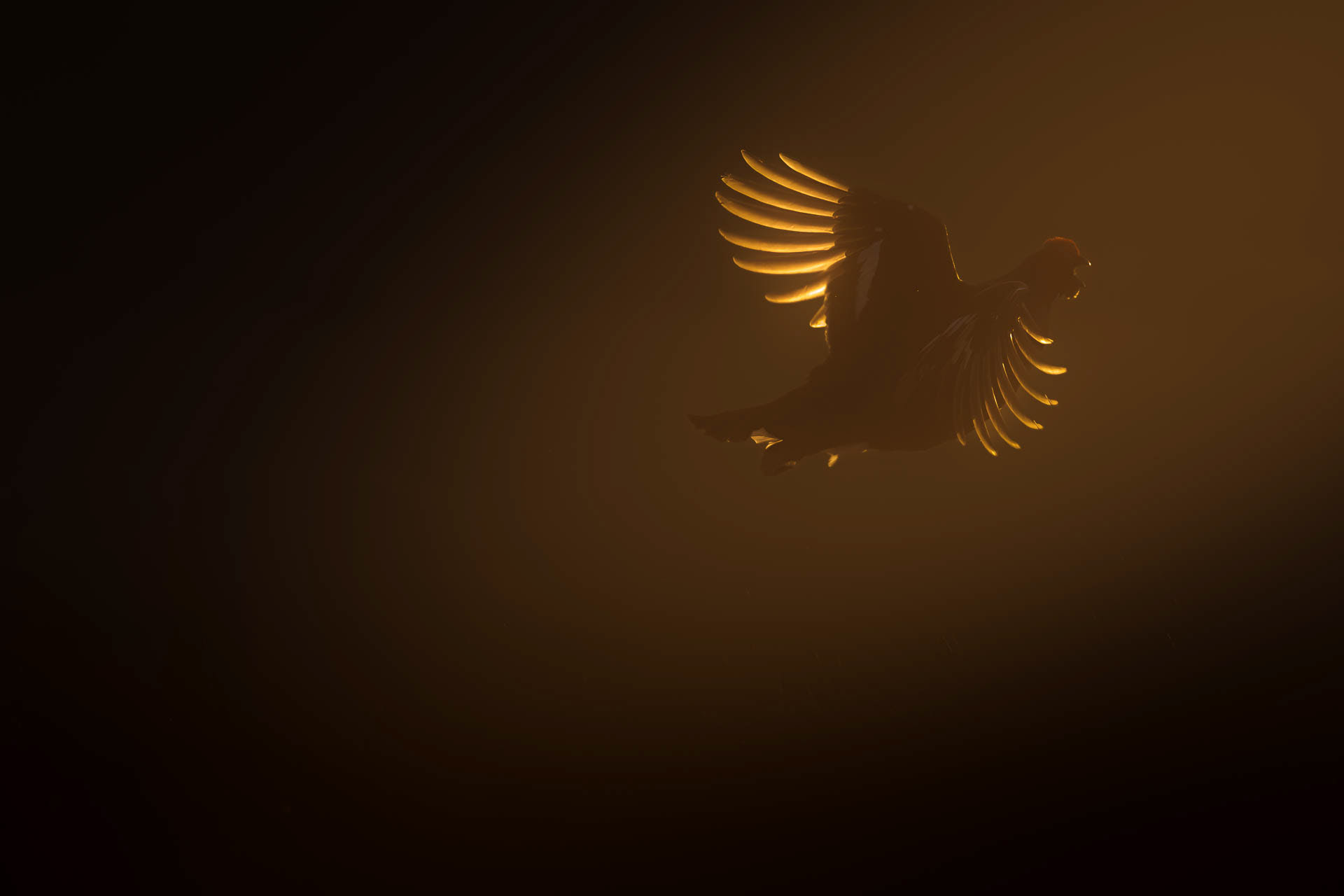 Black grouse, male (Lyrurus tetrix) - Østlandet, Norway