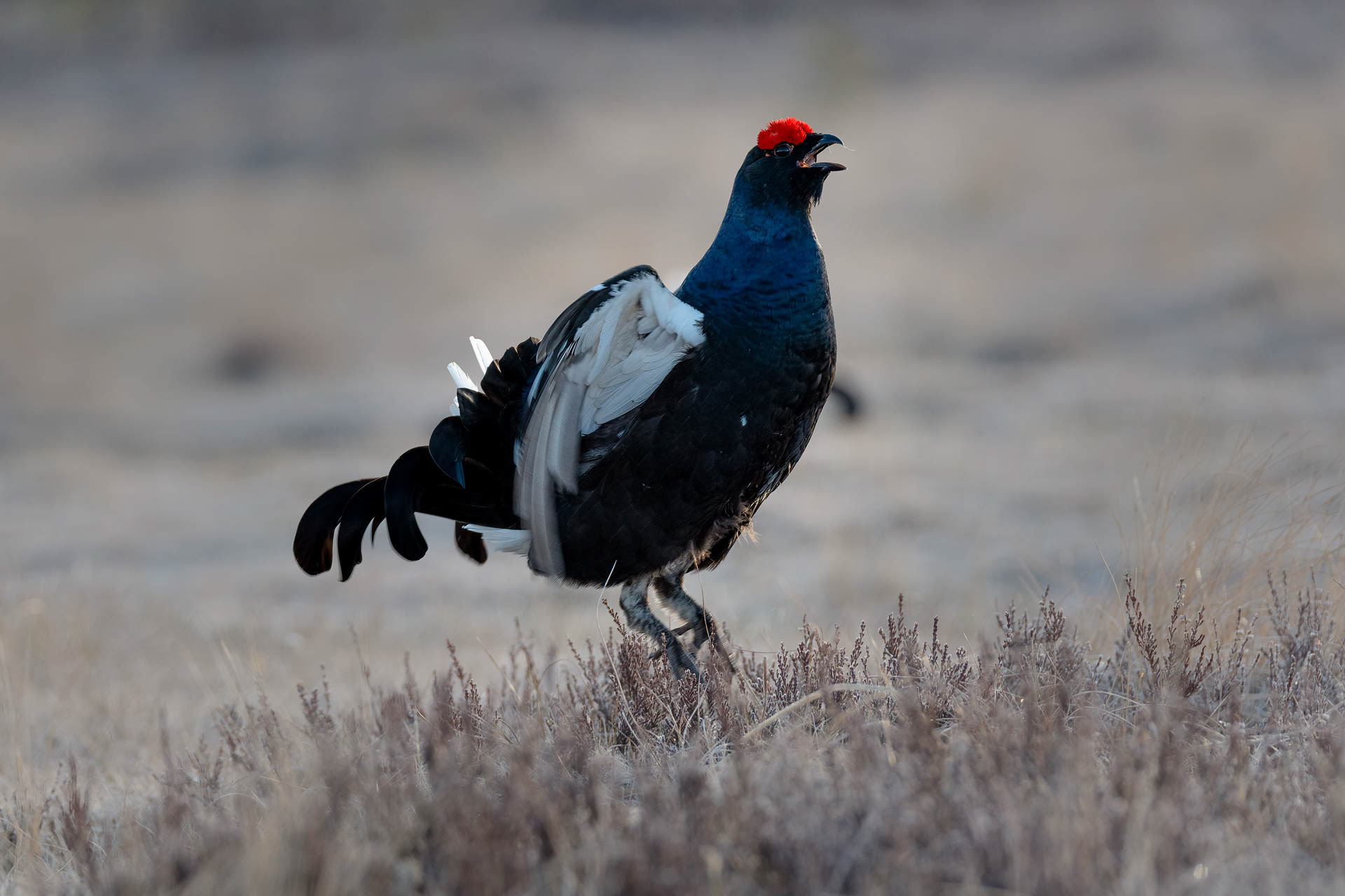 Black grouse, male (Lyrurus tetrix) - Østlandet, Norway