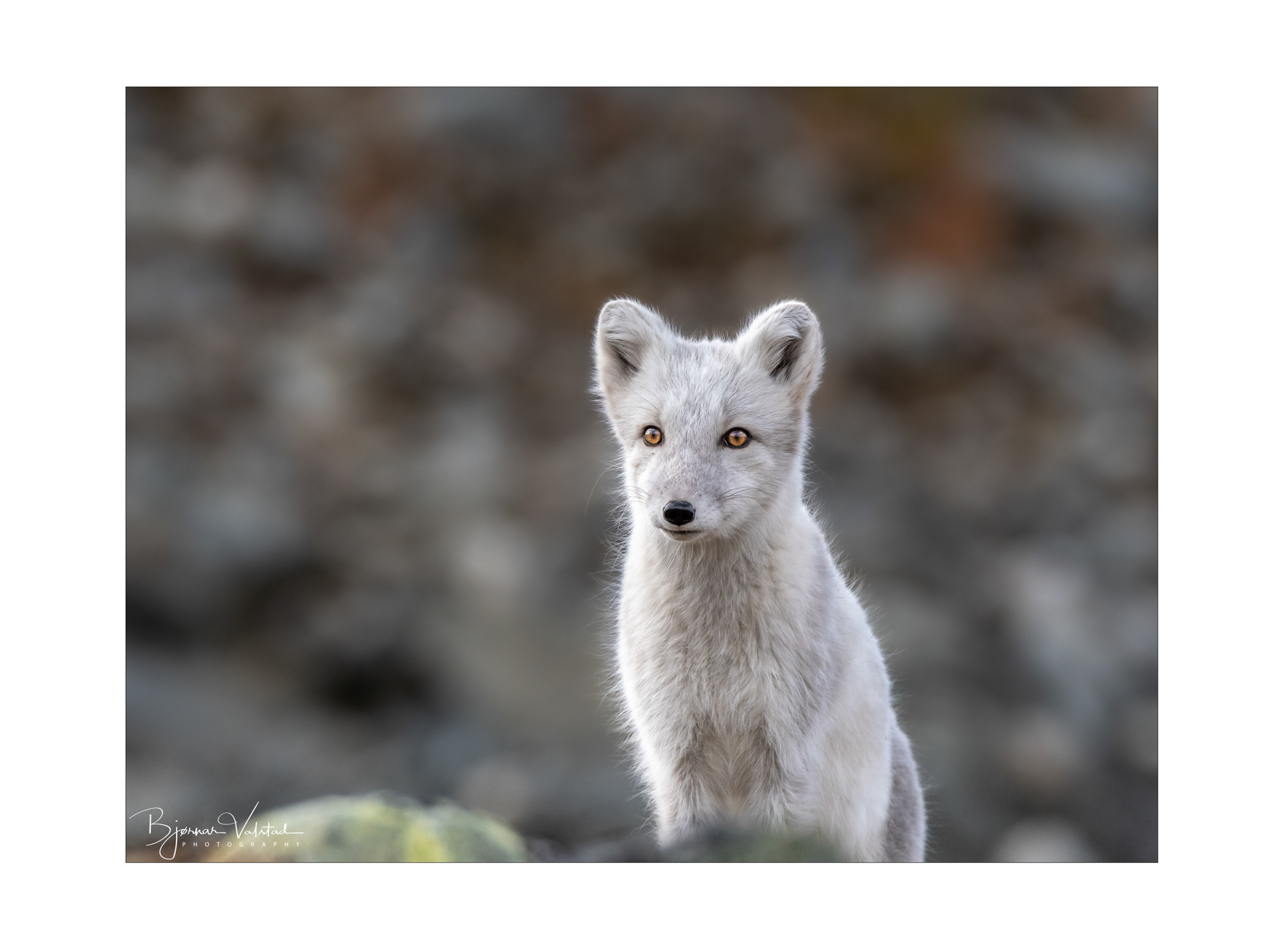 Arctic fox (Vulpes lagopus)