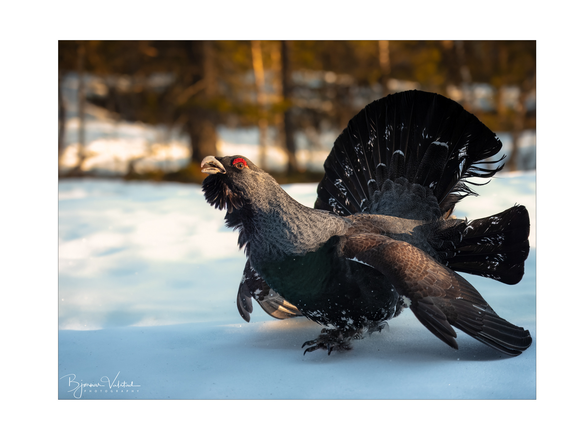 Western capercaillie (Tetrao urogallus) - Norway