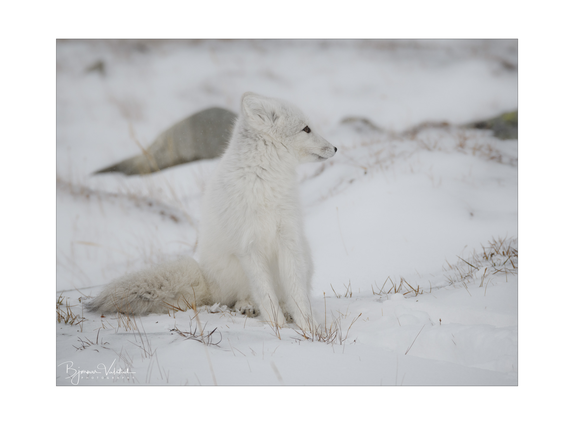 Arctic fox (Vulpes lagopus)