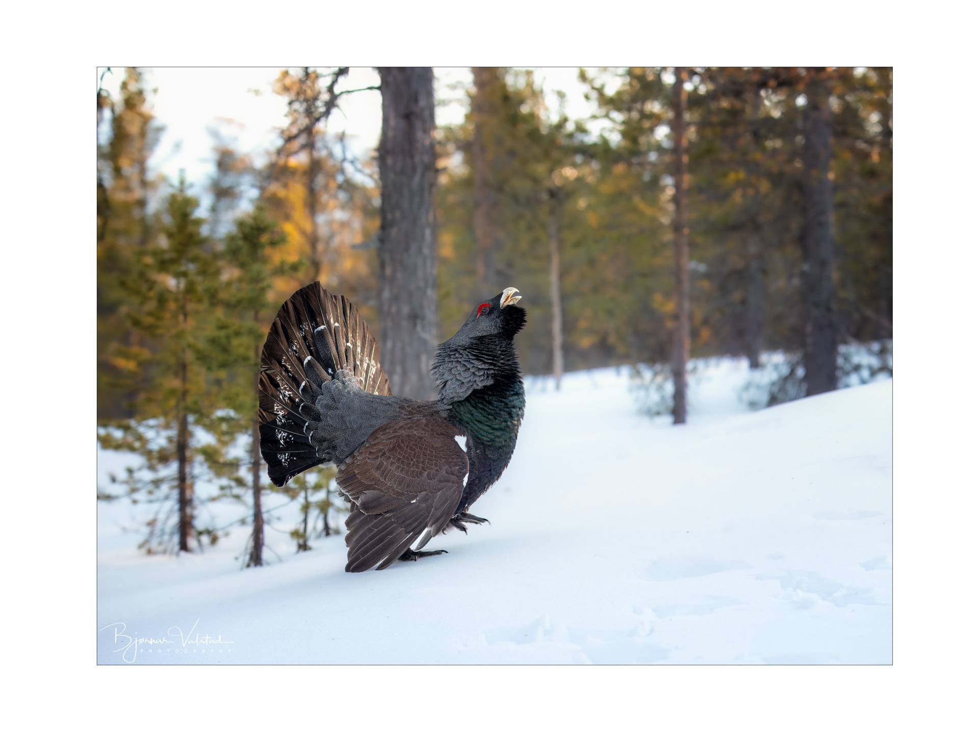 Western capercaillie (Tetrao urogallus) - Norway