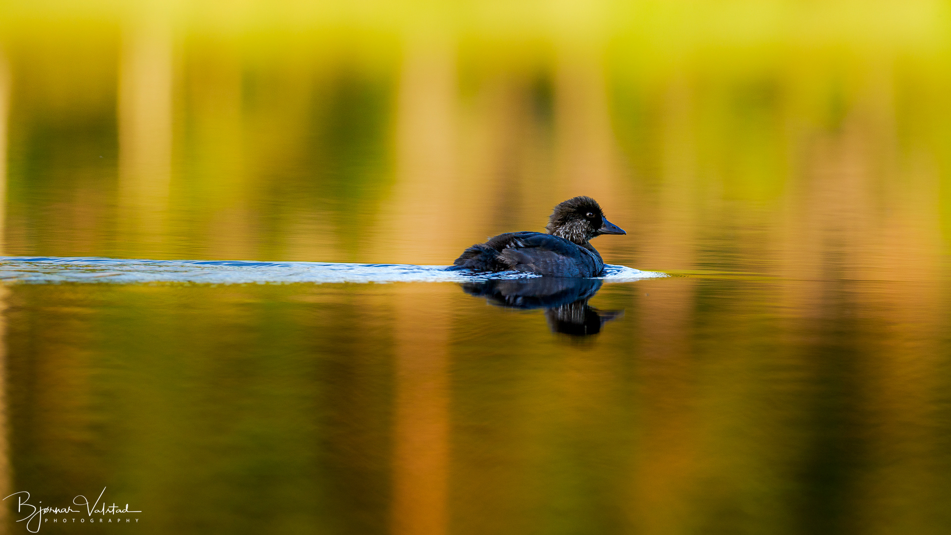Goldeneye (Bucephala clangula)