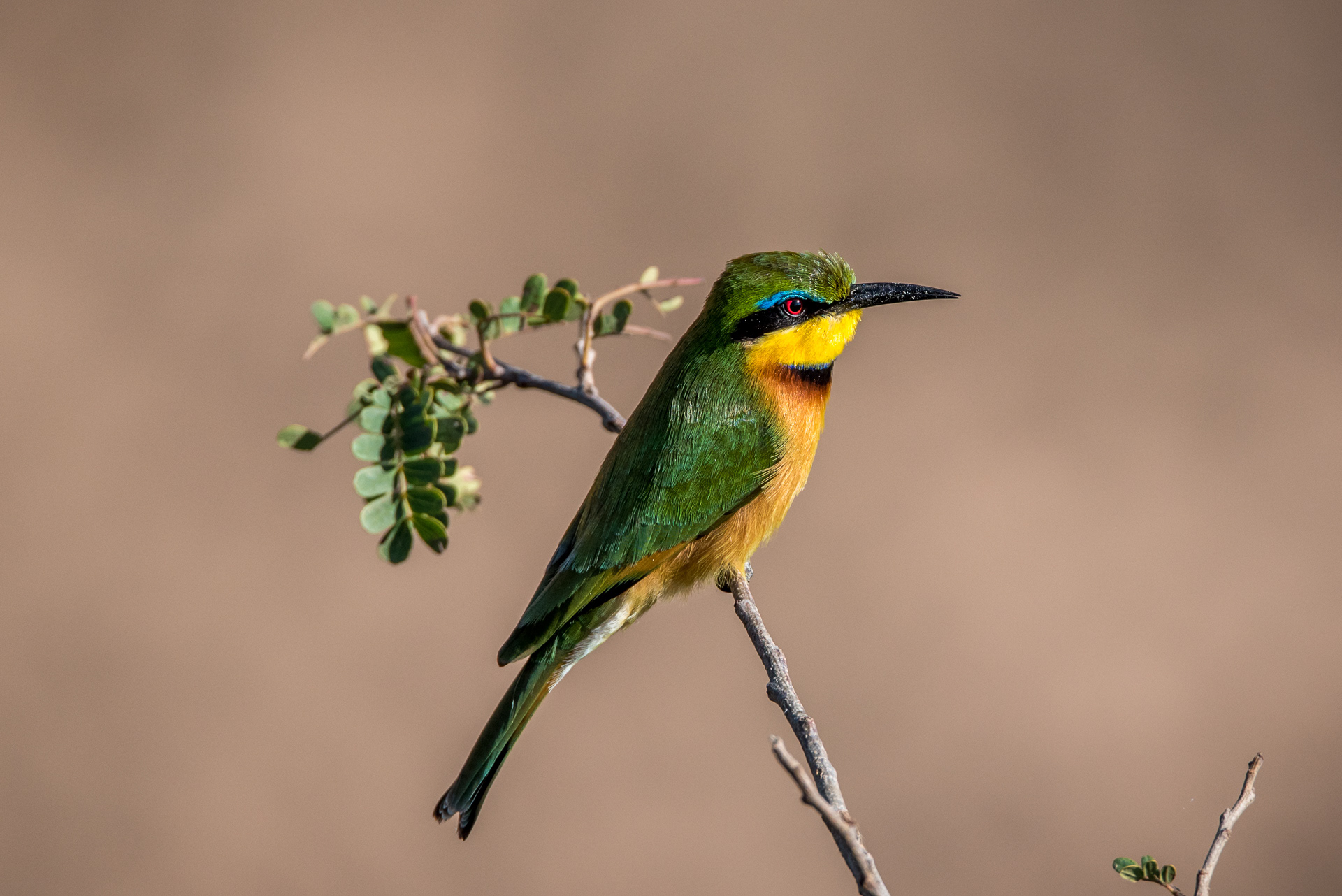 Swallow-tailed bee-eater, Masai Mara, Kenya