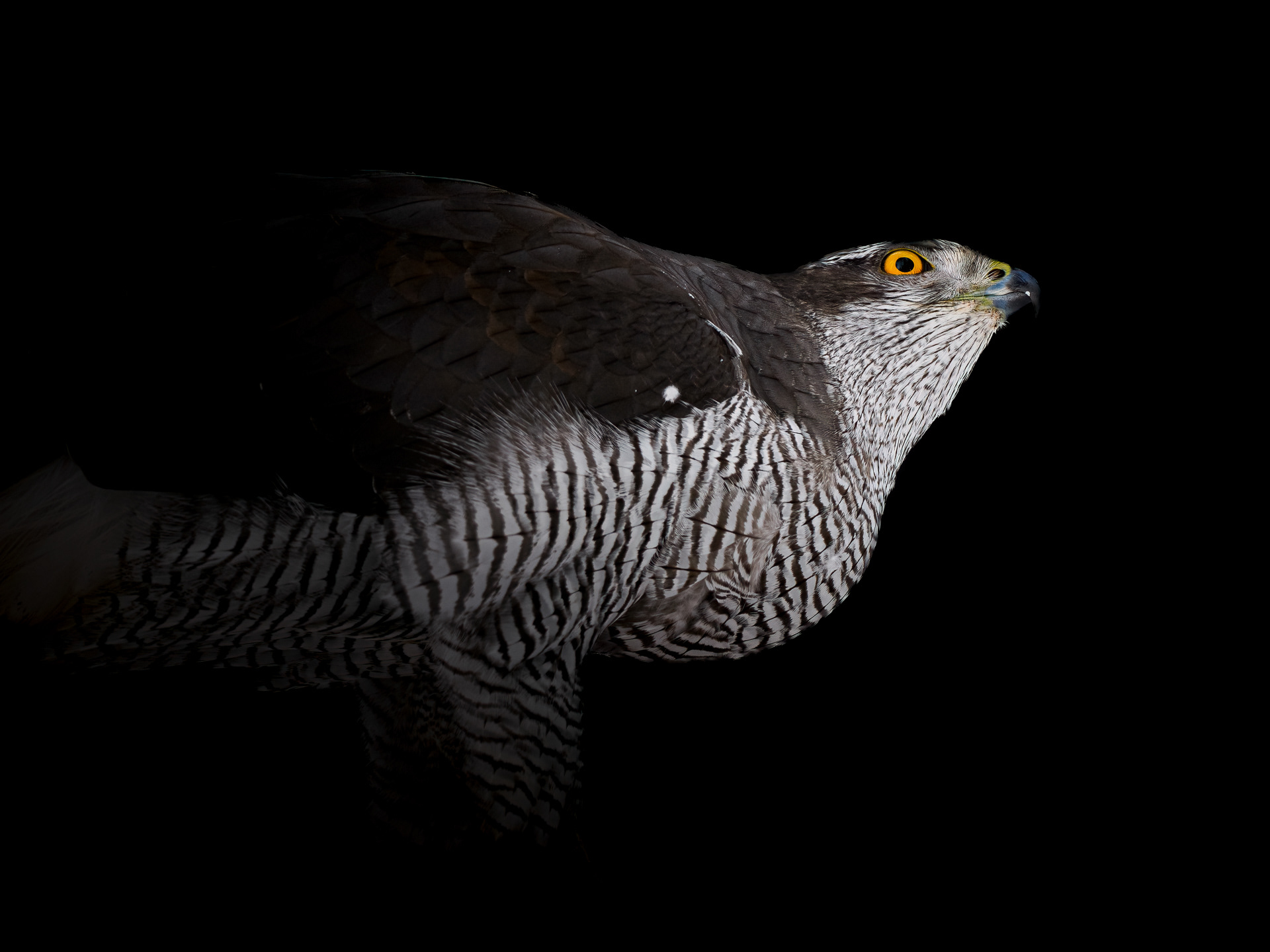 Northern goshawk (Accipiter gentilis)