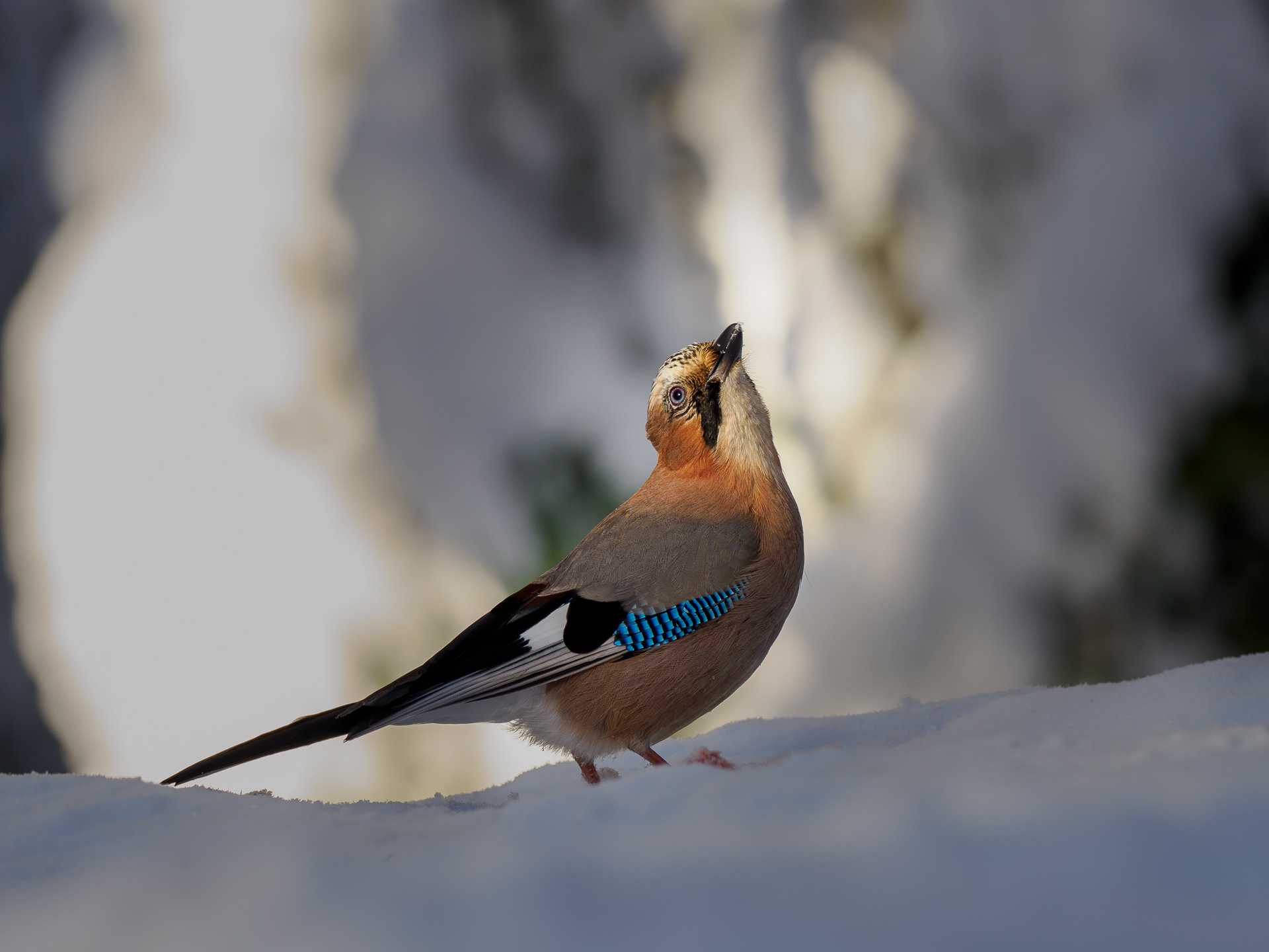 Eurasian jay (Garrulus glandarius)