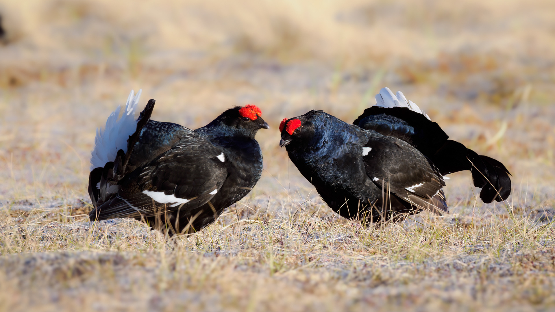 Black grouse, male (Lyrurus tetrix) - Østlandet, Norway