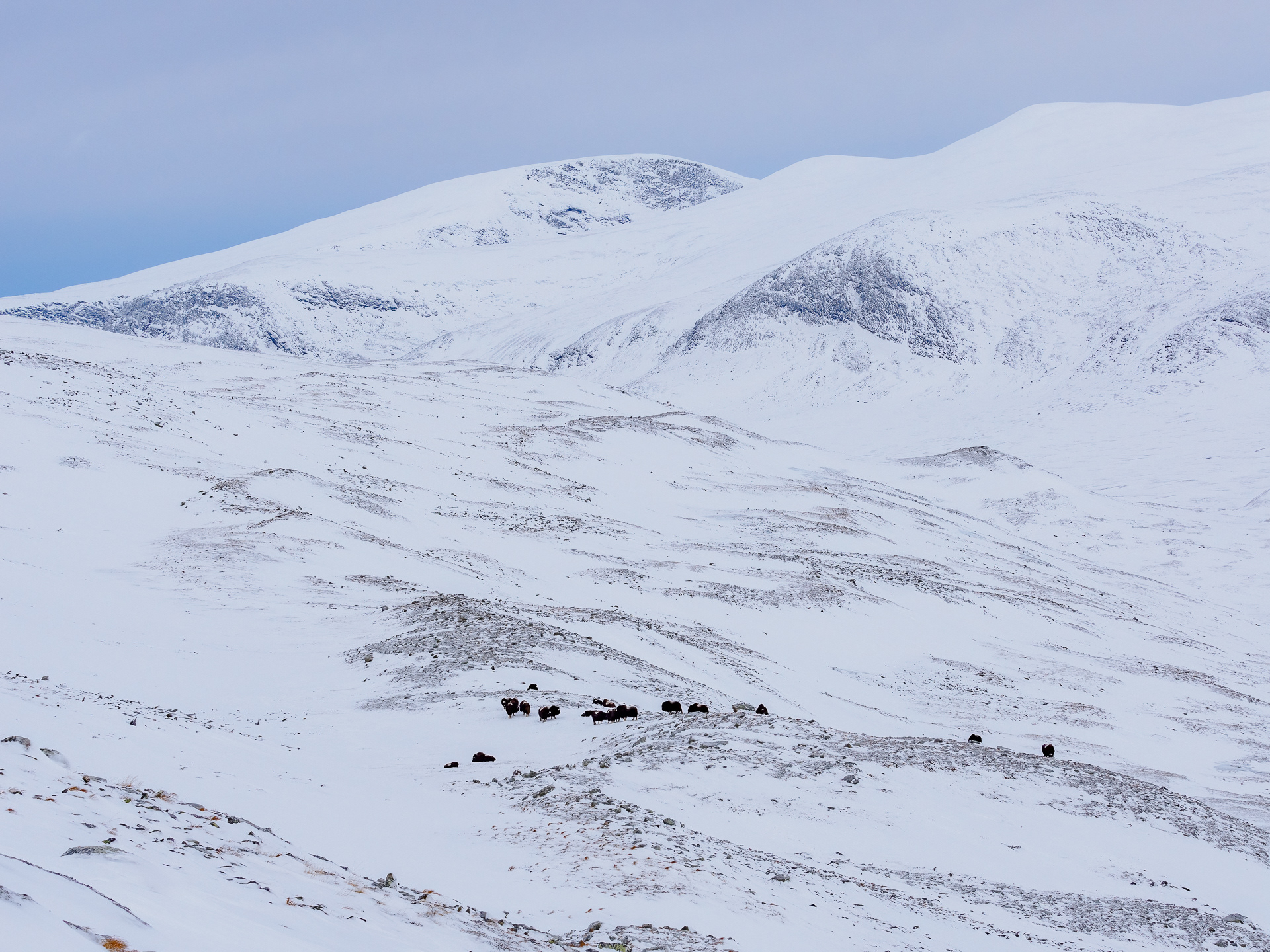 Muskox, family group - Dovre, Norway
