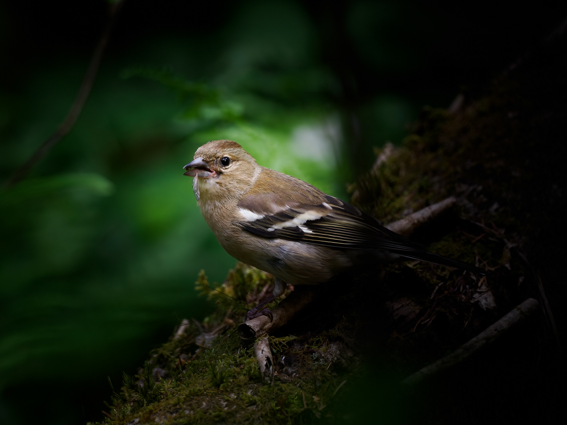 Chaffinch (Fringilla coelebs)