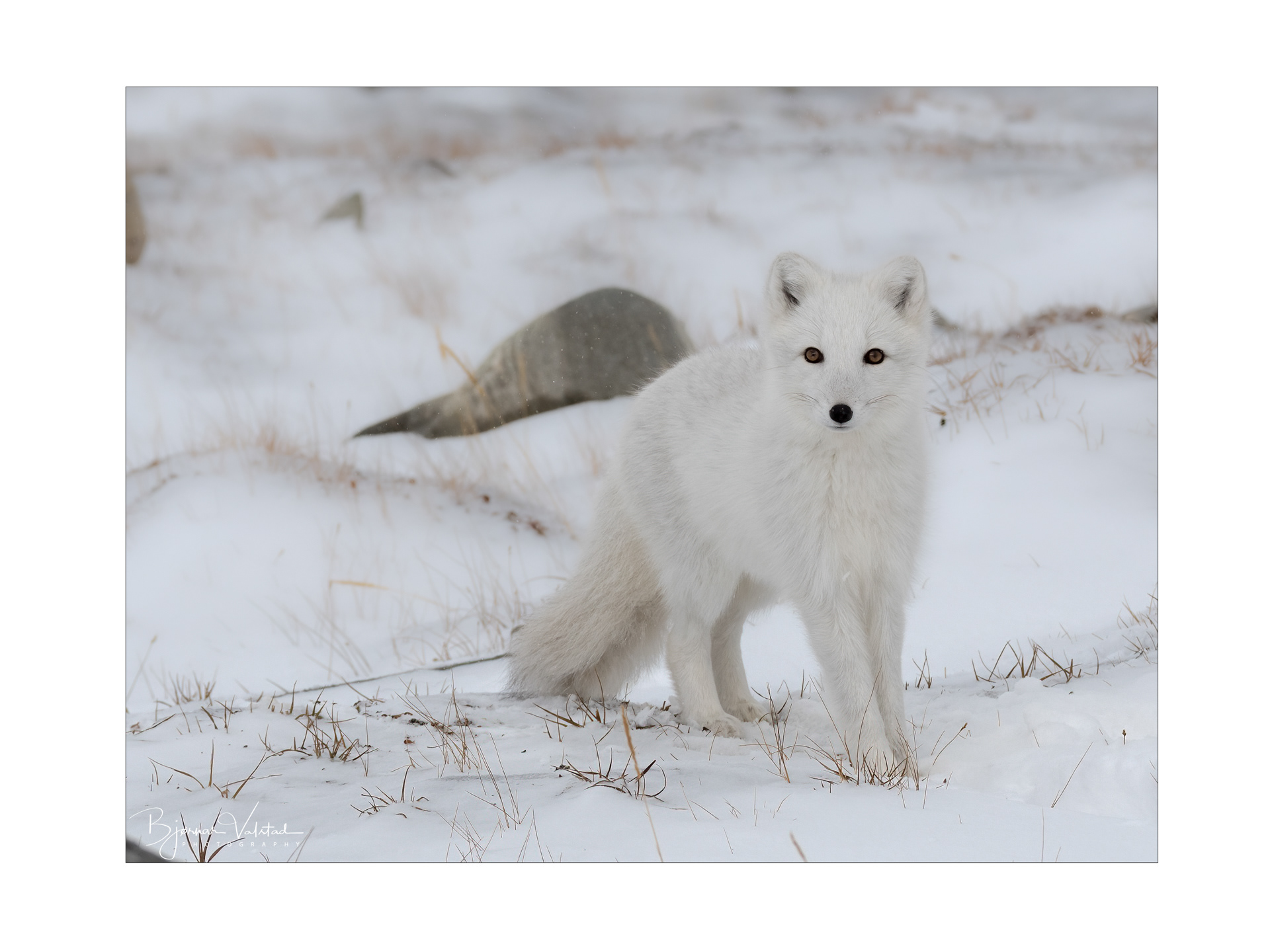 Arctic fox (Vulpes lagopus)