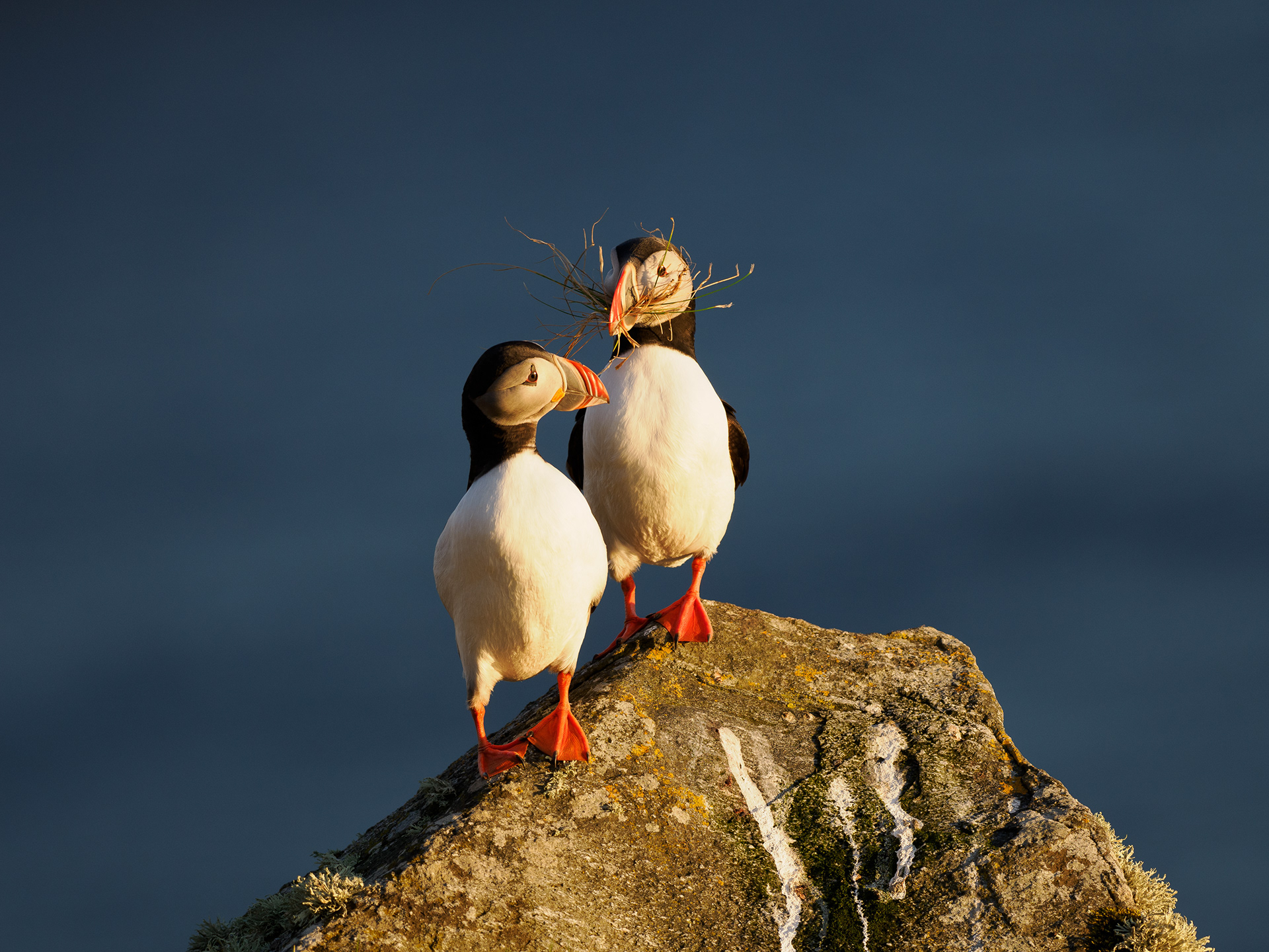Atlantic puffin (Fratercula arctica)