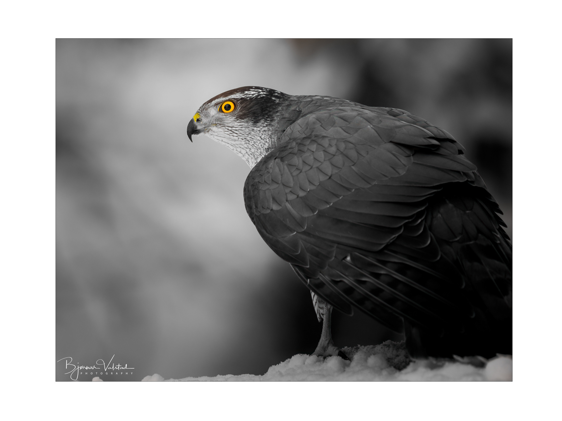 Northern goshawk (Accipiter gentilis)