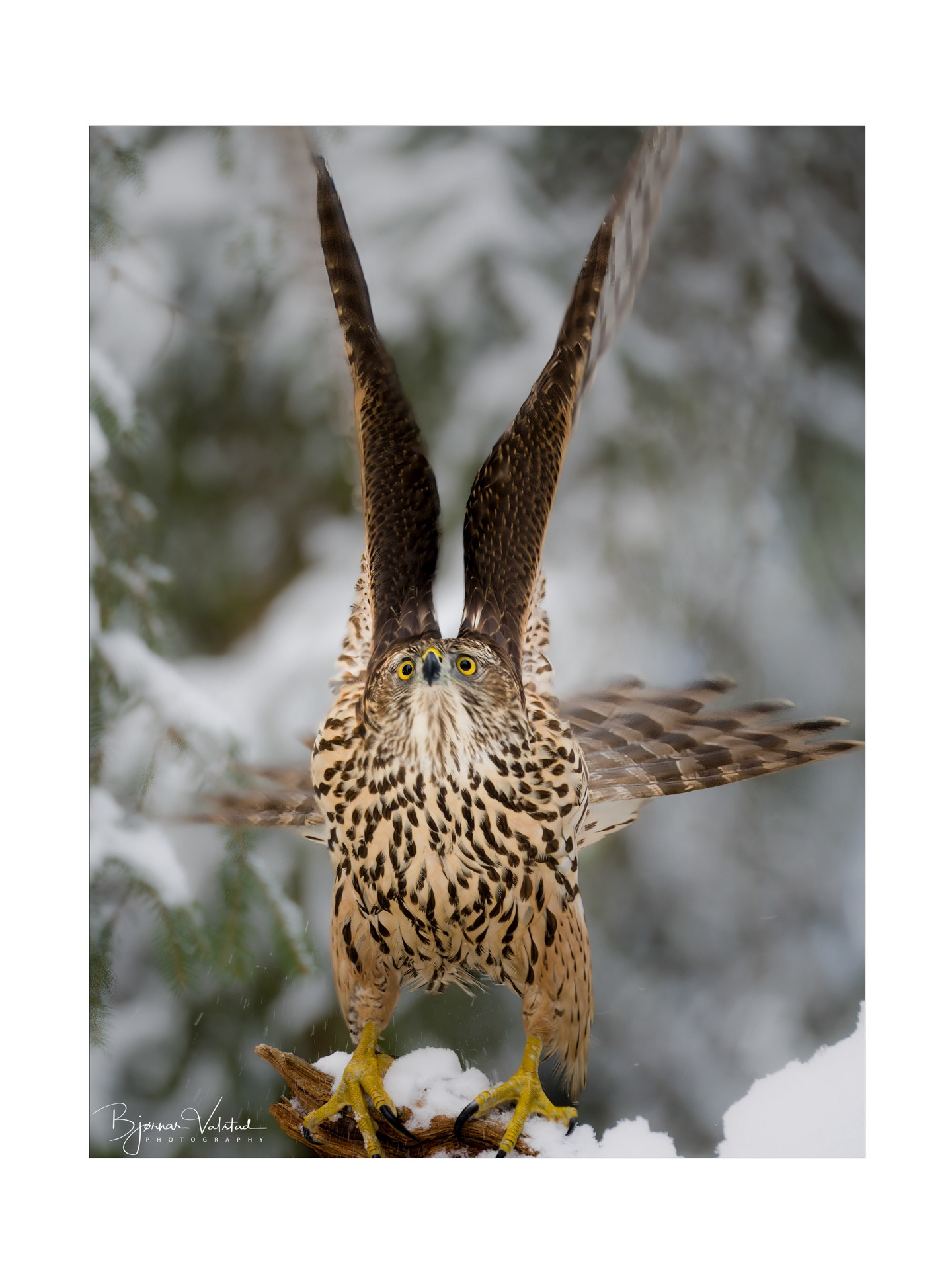 Northern goshawk (Accipiter gentilis)