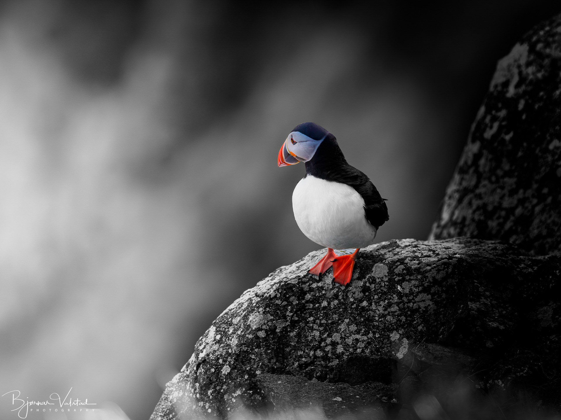 Atlantic puffin (Fratercula arctica)