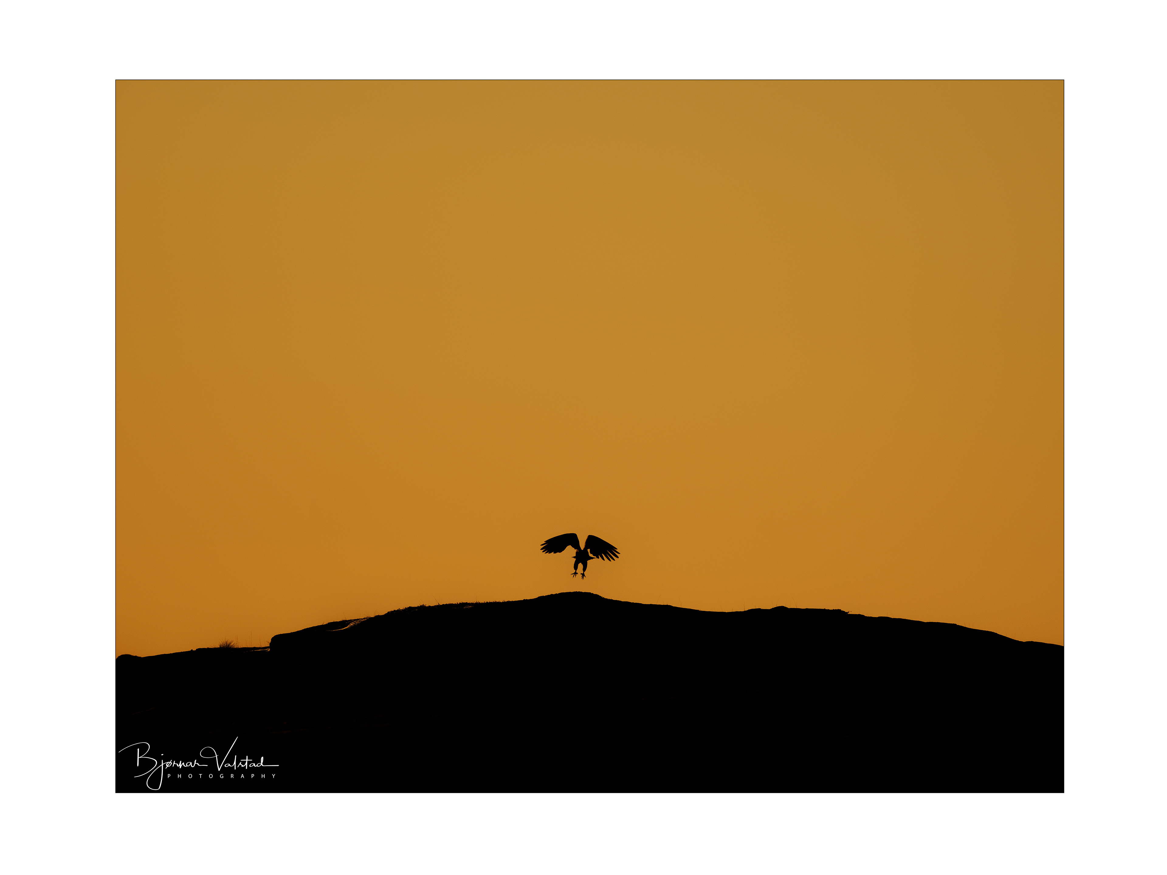 The white-tailed eagle (Haliaeetus albicilla)
