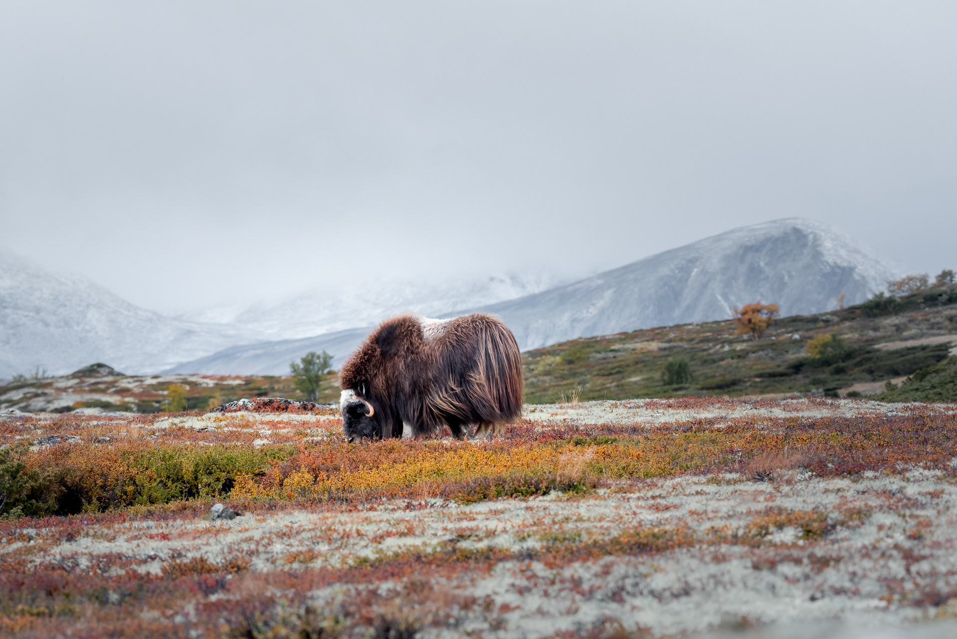 Musk ox, Dovre, Norway