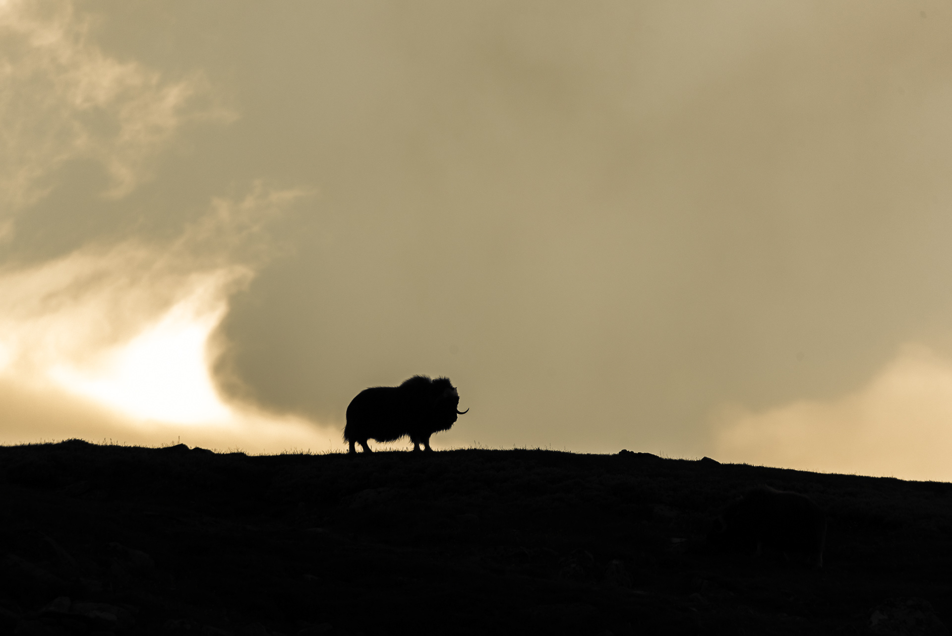 Musk ox, Dovre, Norway
