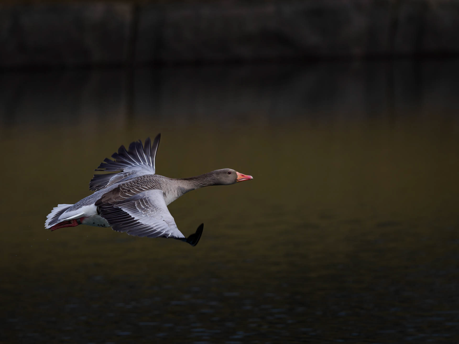 Graylag goose (Anser anser)