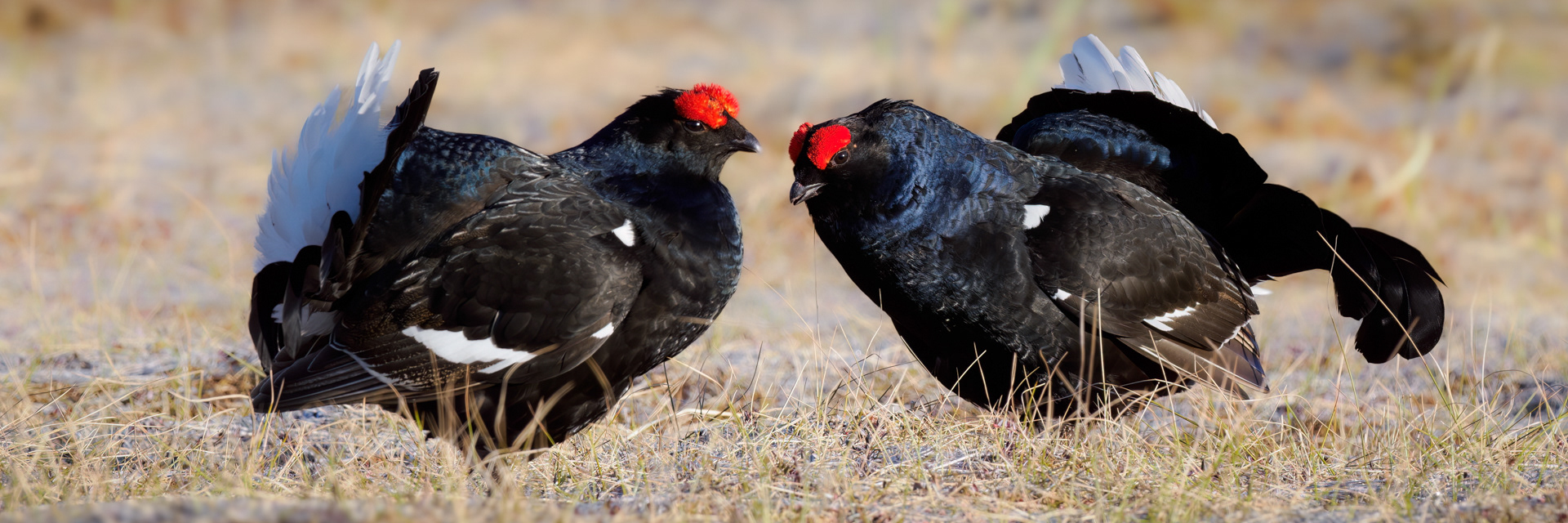 Black grouse, male (Lyrurus tetrix) - Østlandet, Norway