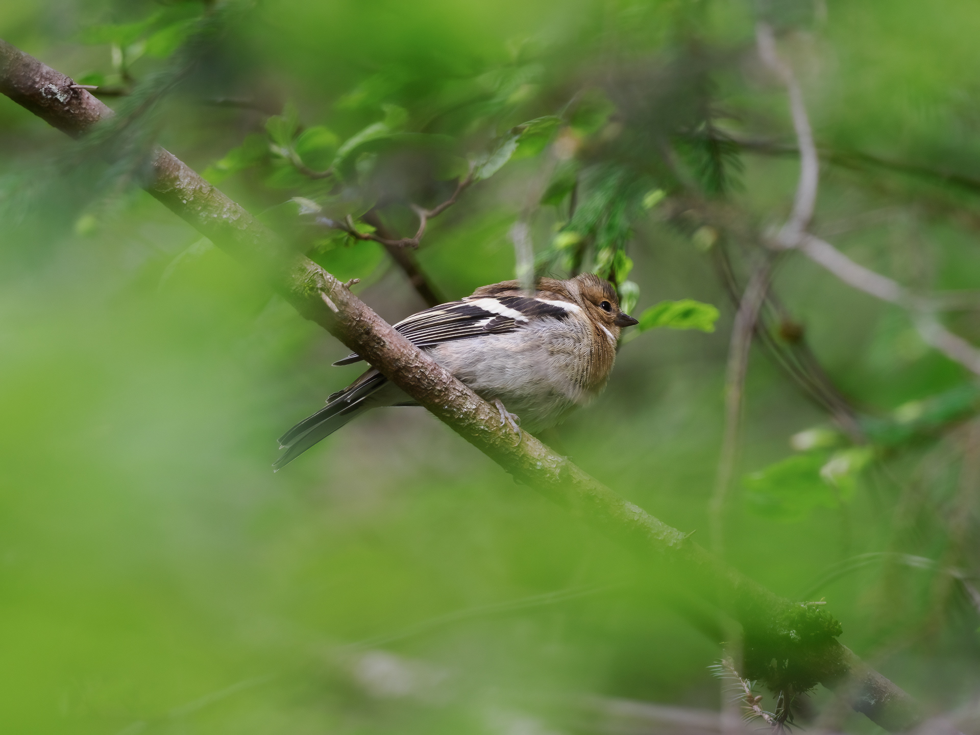 Chaffinch (Fringilla coelebs)