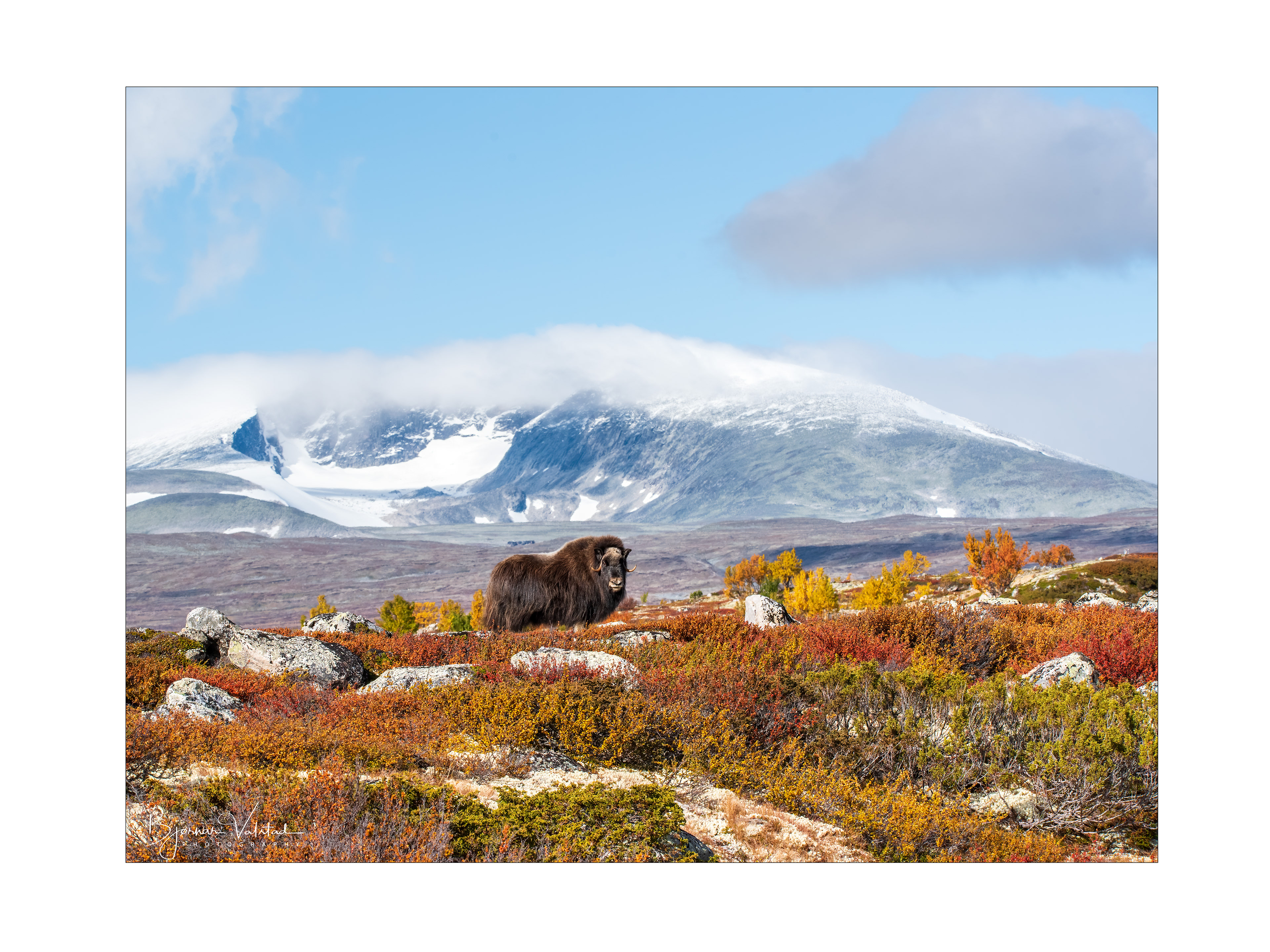 Musk ox, Dovre, Norway