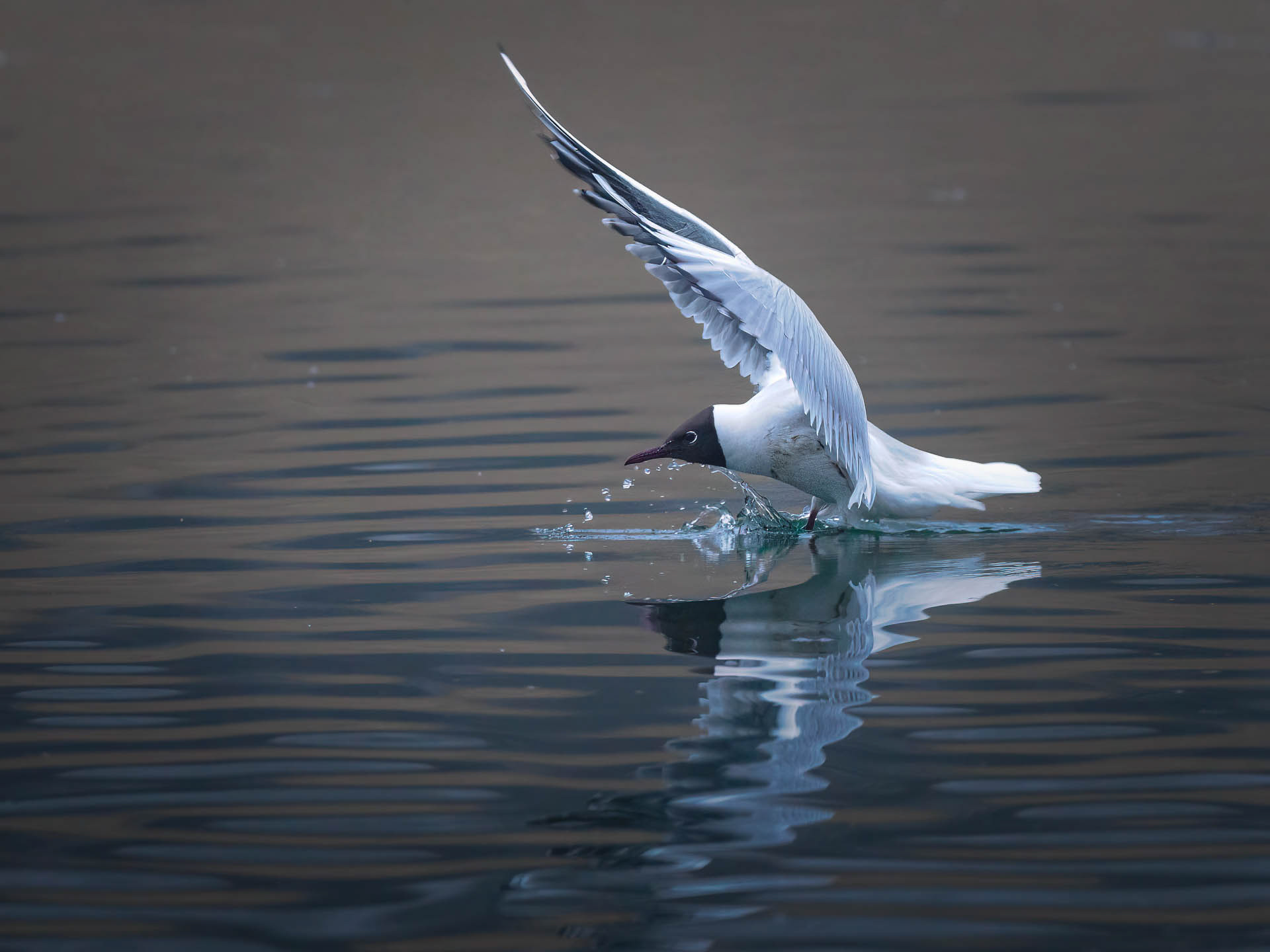 Black-headed gull (Chroicocephalus ridibundus)