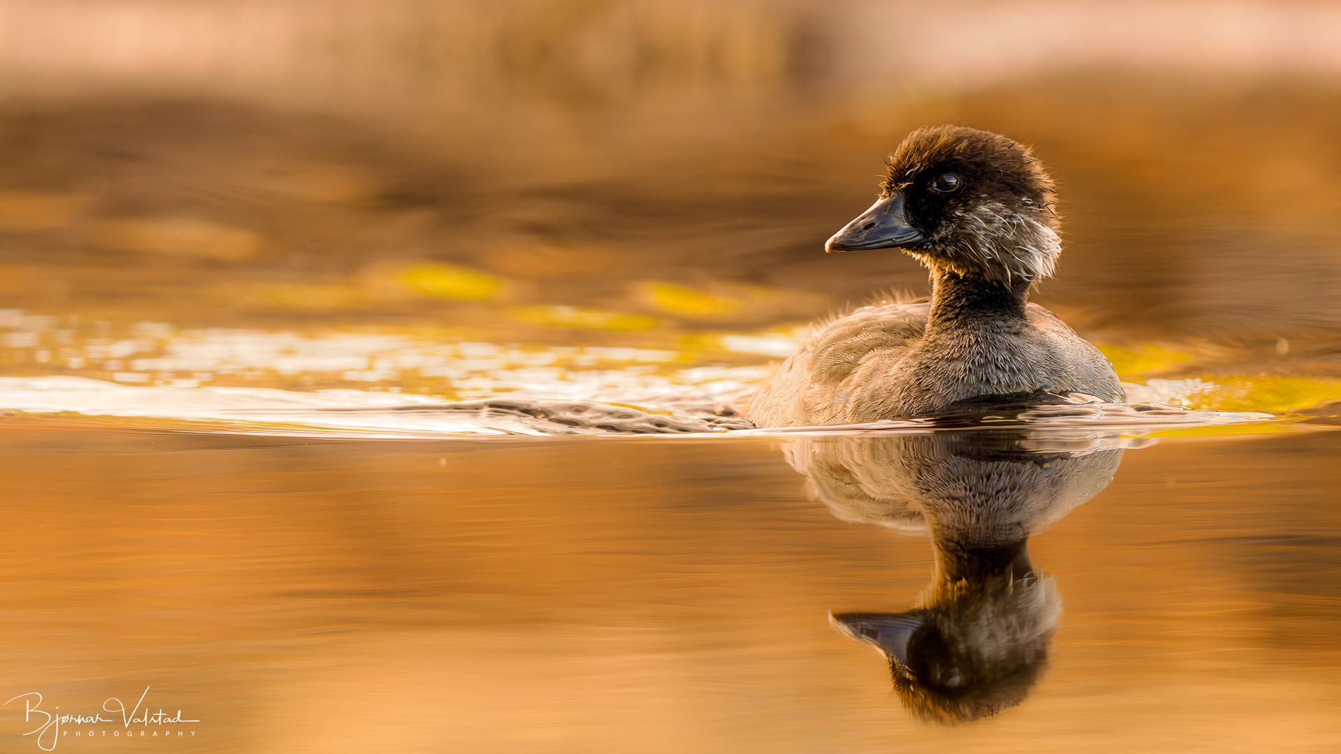 Goldeneye (Bucephala clangula)