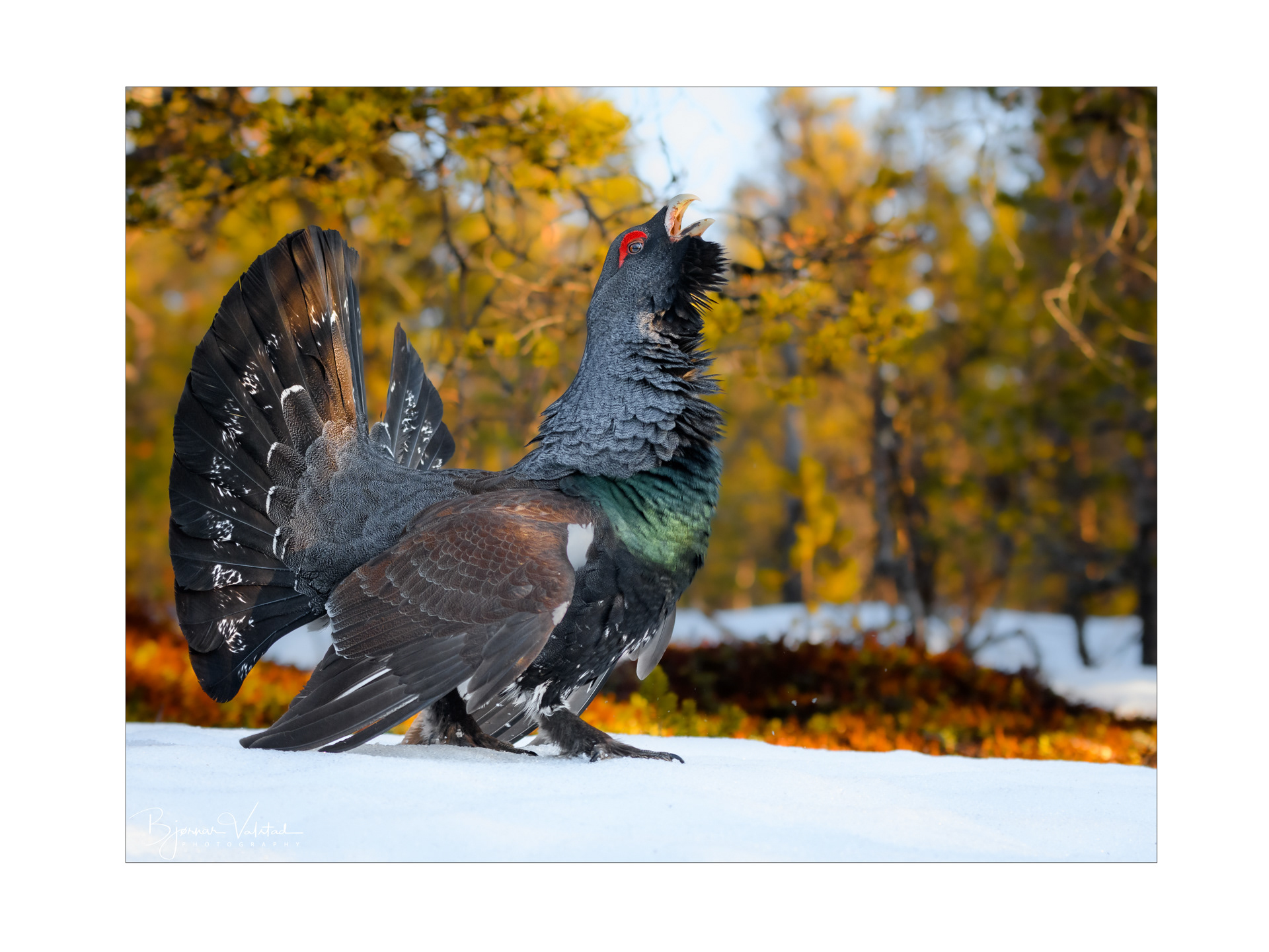 Western capercaillie (Tetrao urogallus) - Norway
