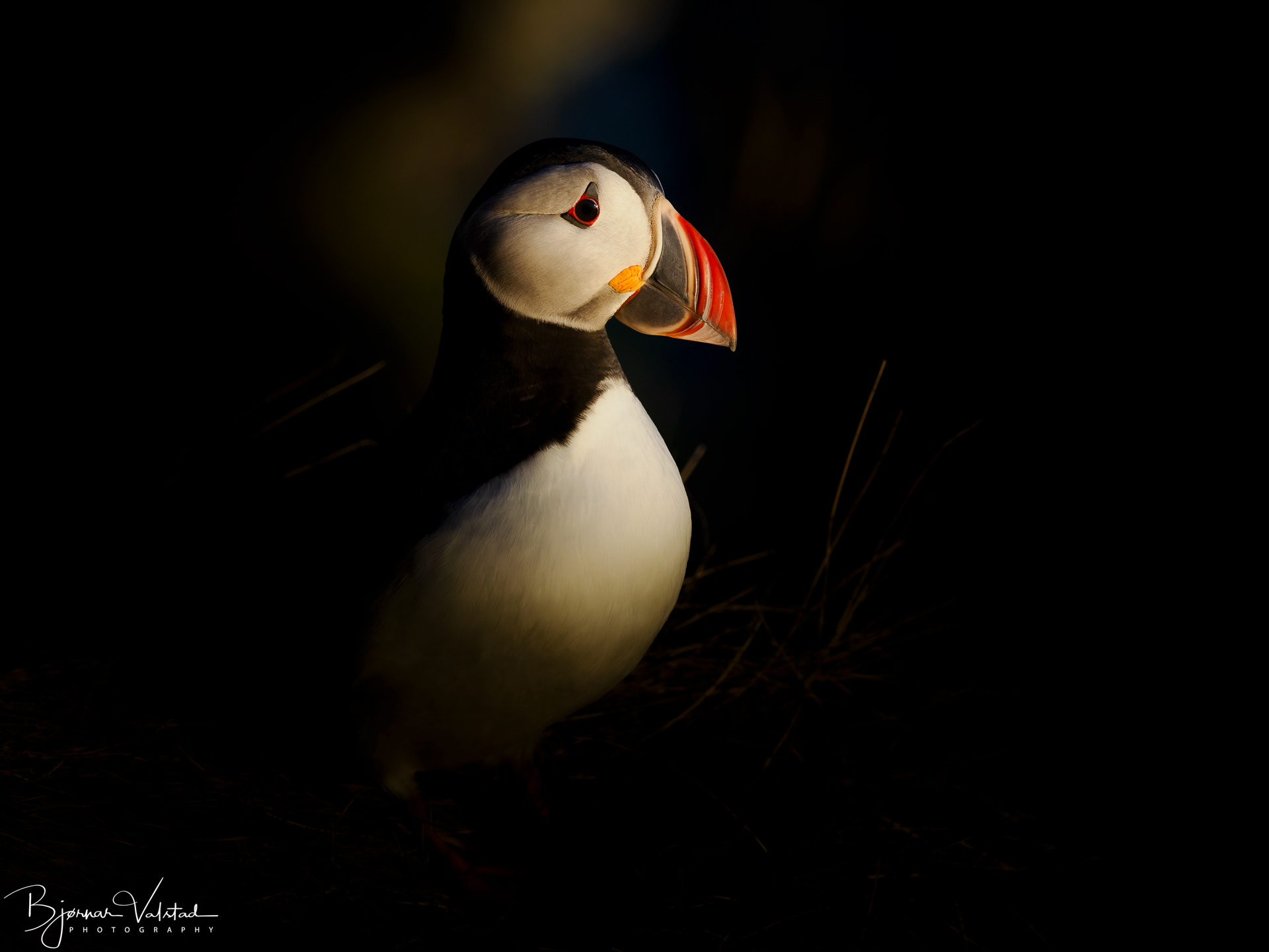 Atlantic puffin (Fratercula arctica)