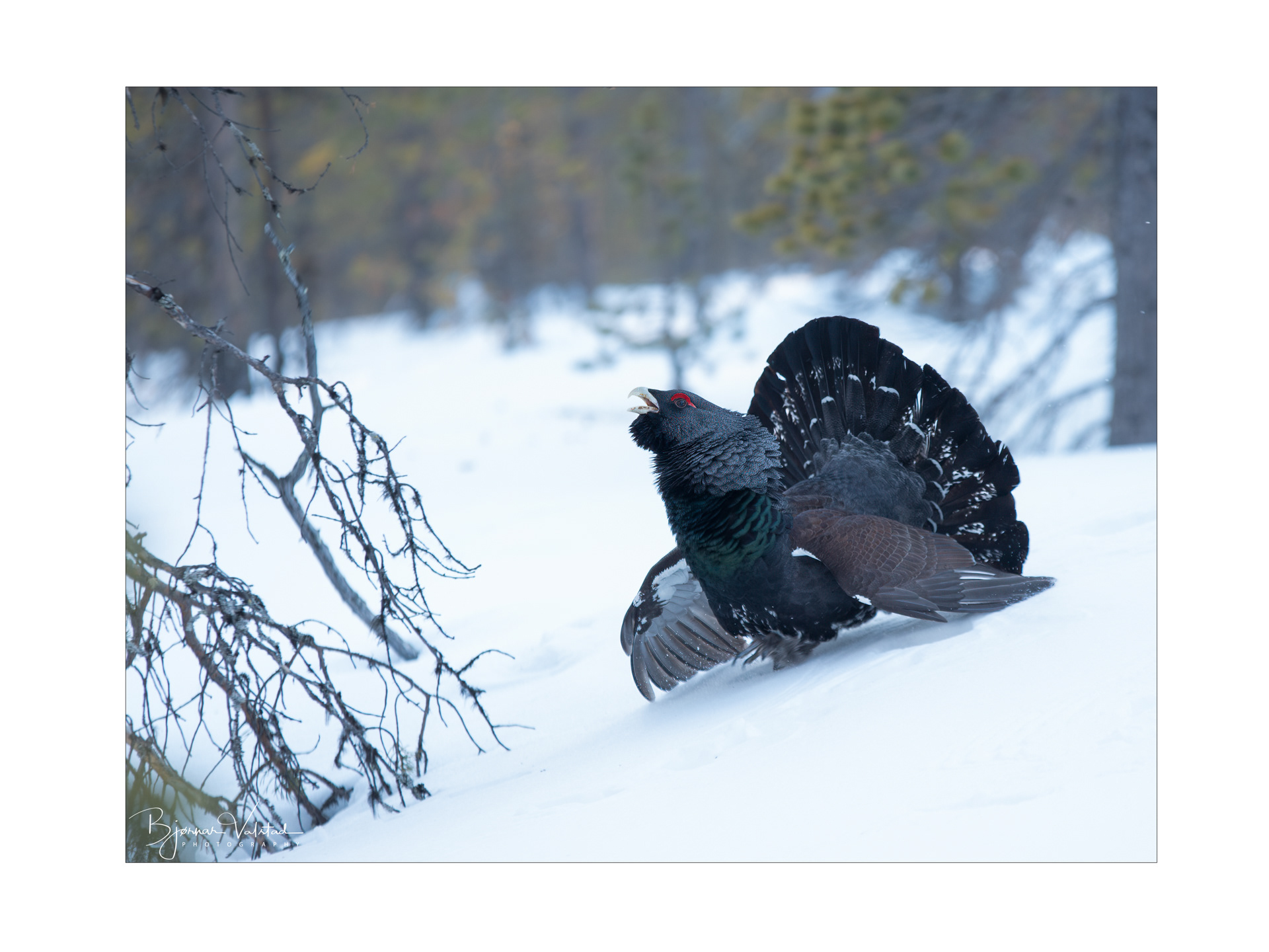 Western capercaillie (Tetrao urogallus) - Norway