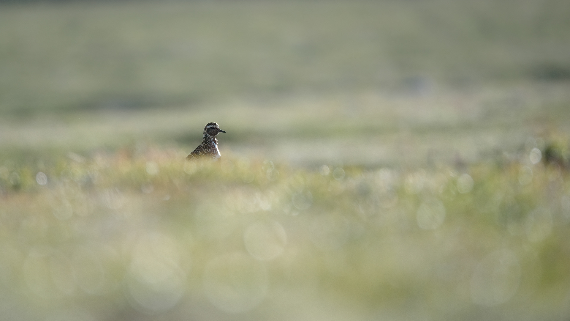 European golden plover (Pluvialis apricaria)