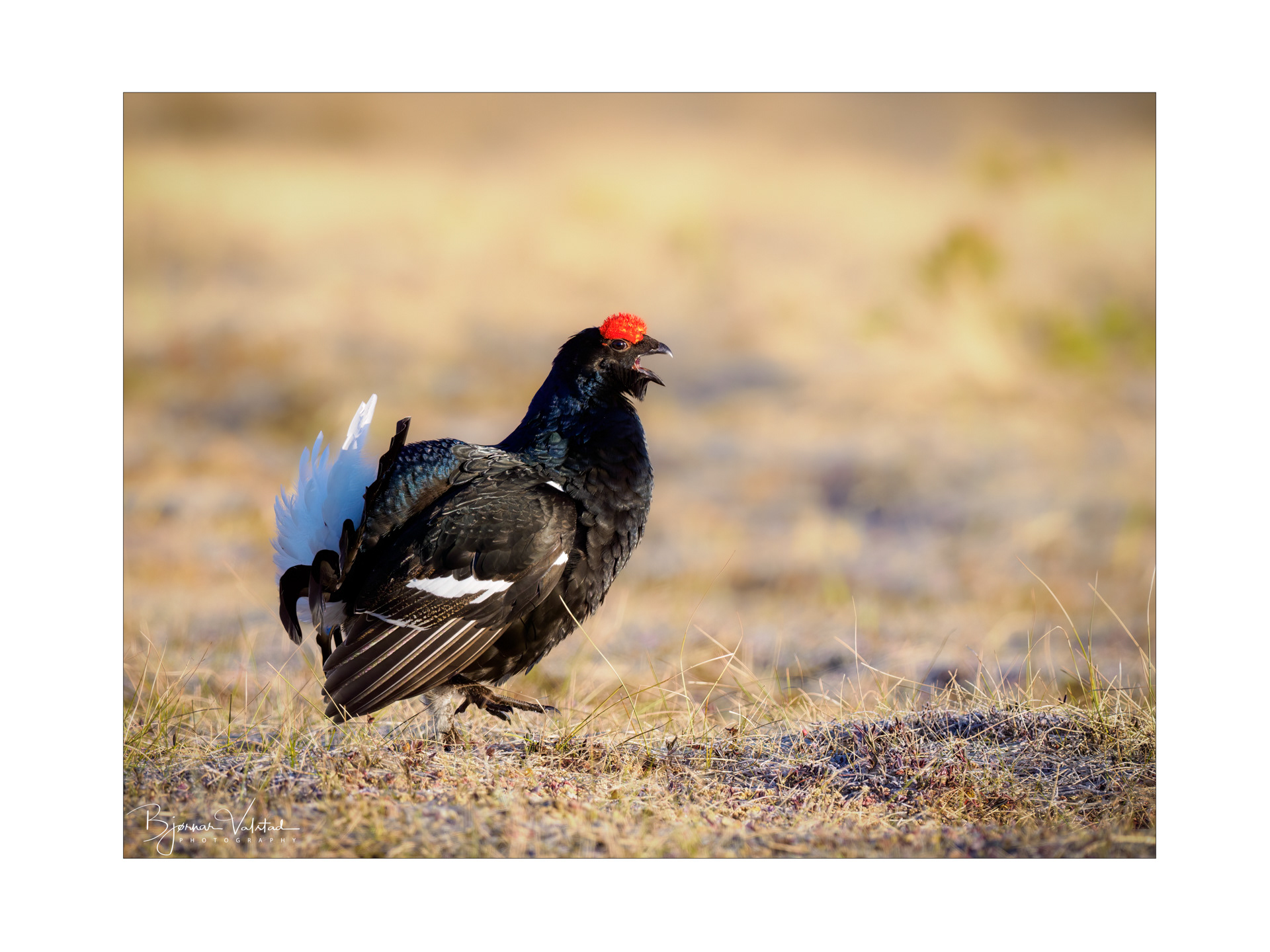 Black grouse, male (Lyrurus tetrix) - Østlandet, Norway