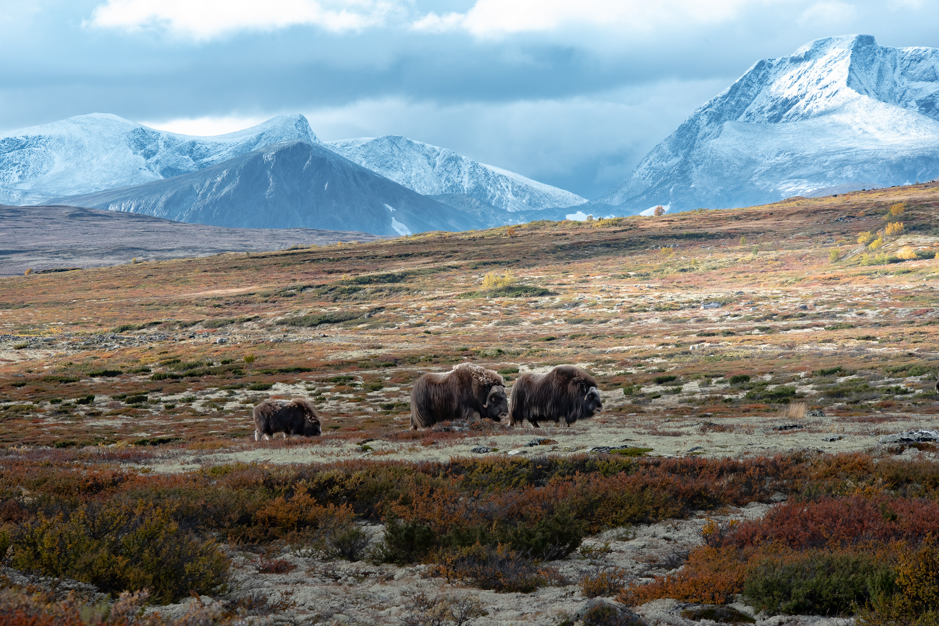 Musk ox - Dovre, Norway