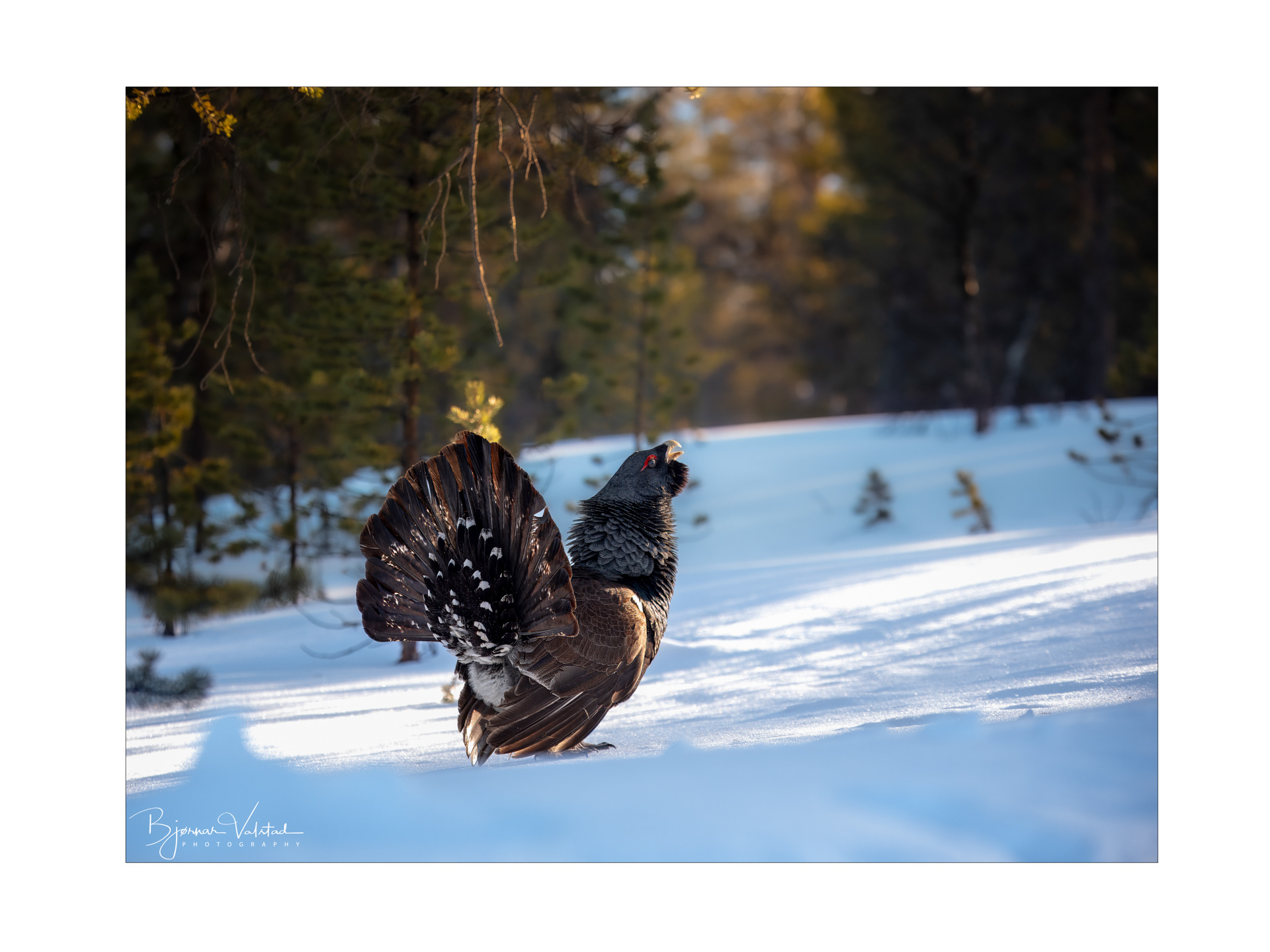 Western capercaillie (Tetrao urogallus) - Norway