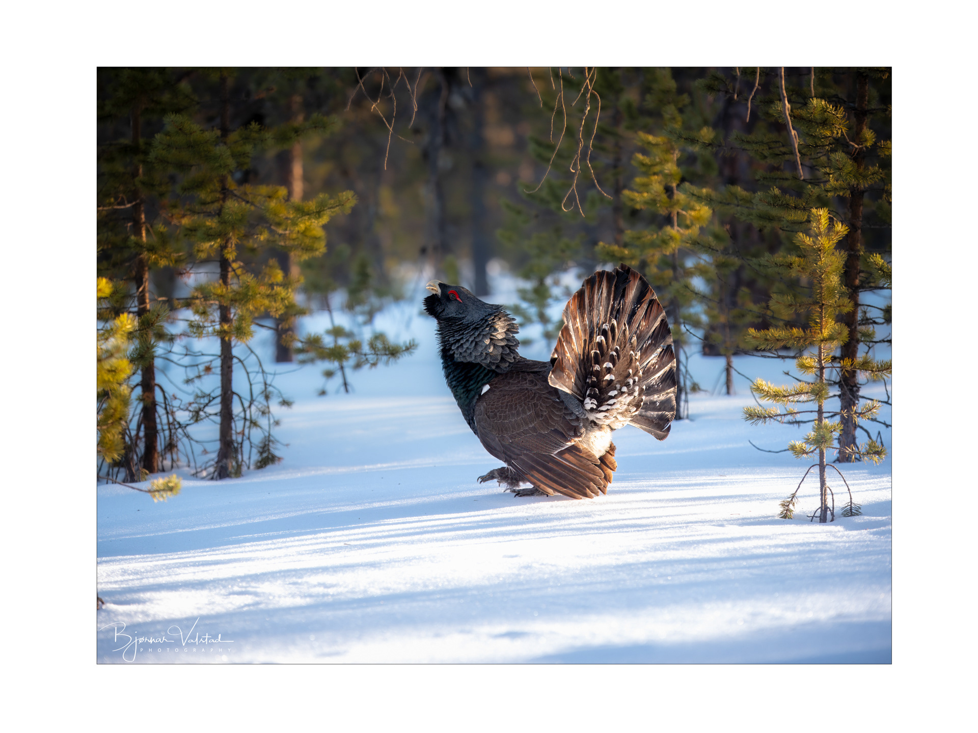 Western capercaillie (Tetrao urogallus) - Norway