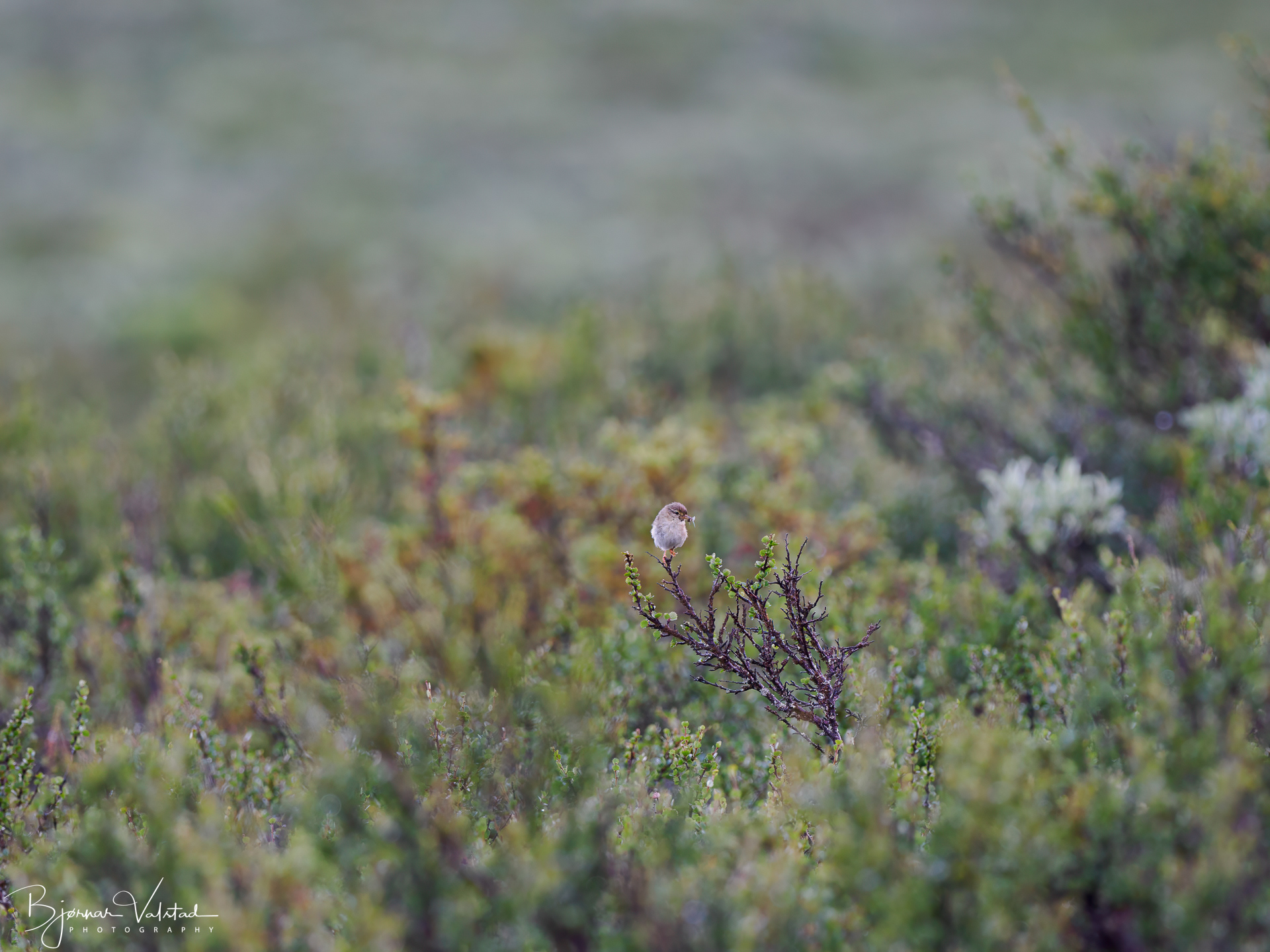 The willow warbler (Phylloscopus trochilus)