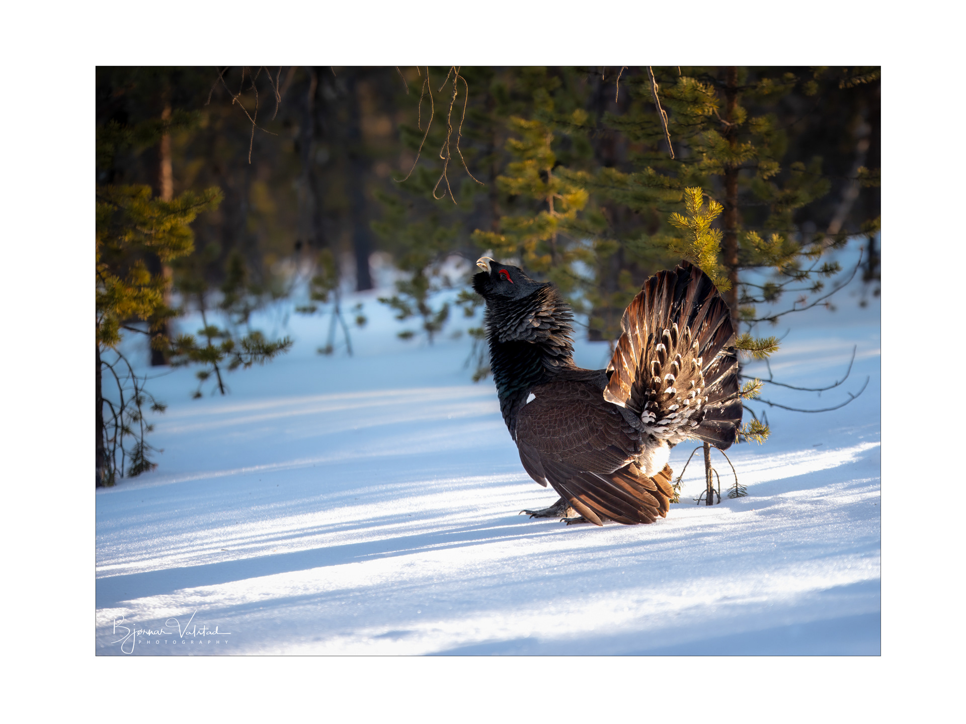 Western capercaillie (Tetrao urogallus) - Norway