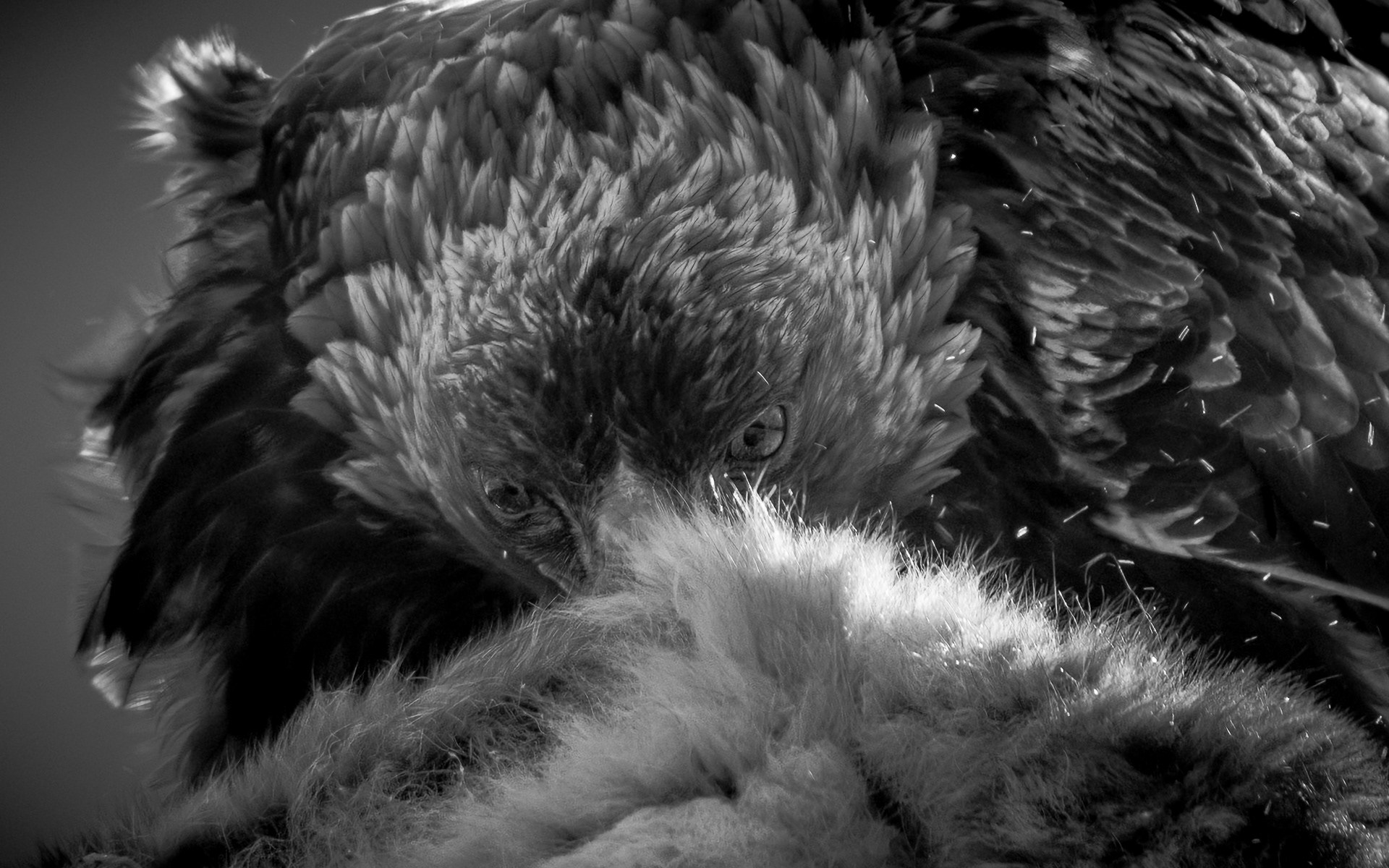 Golden eagle (Aquila chrysaetos) - Norway