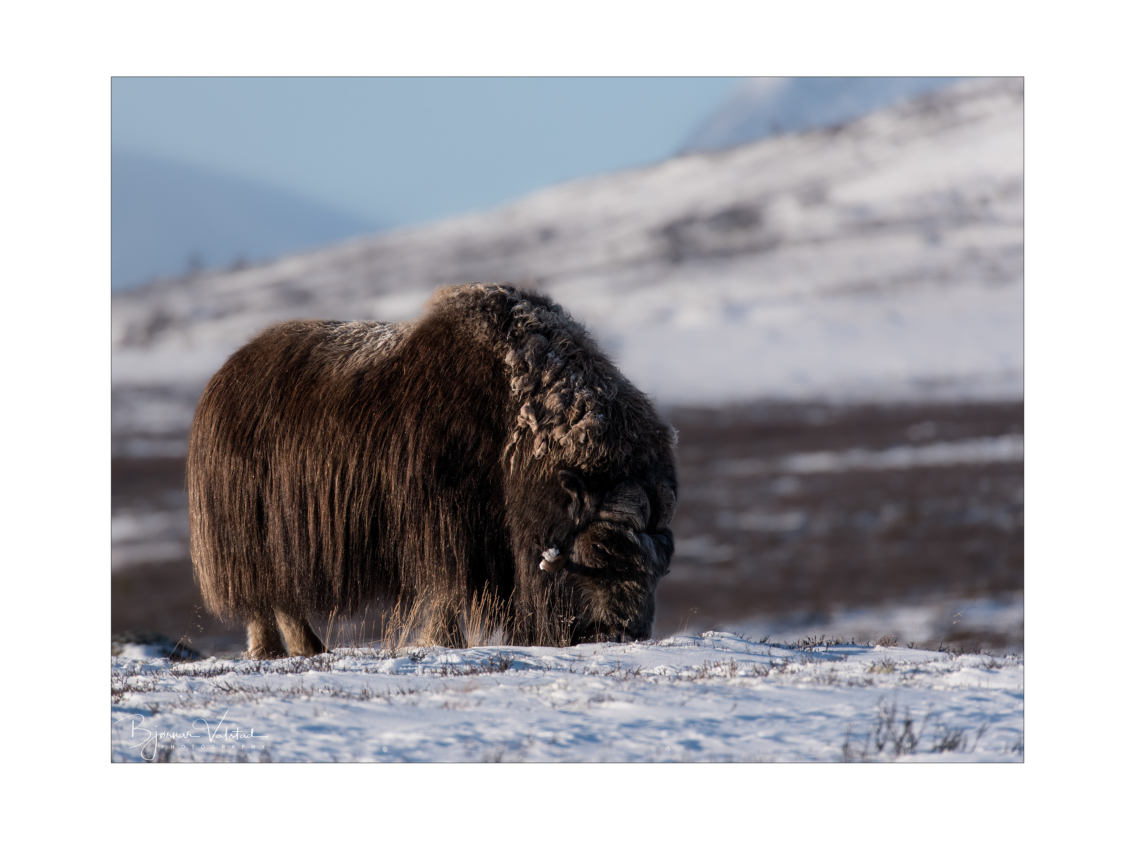 Musk ox, Dovre, Norway