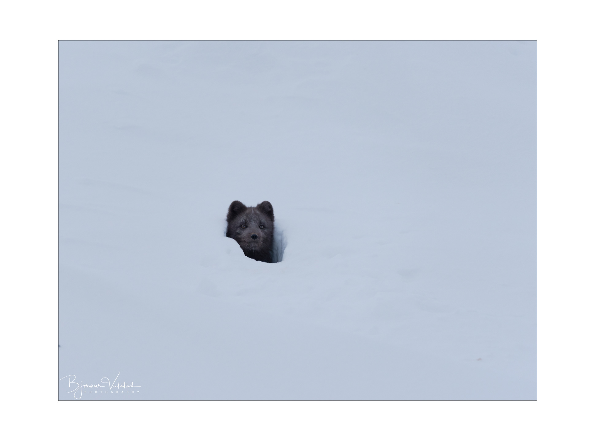 Arctic fox (Vulpes lagopus)