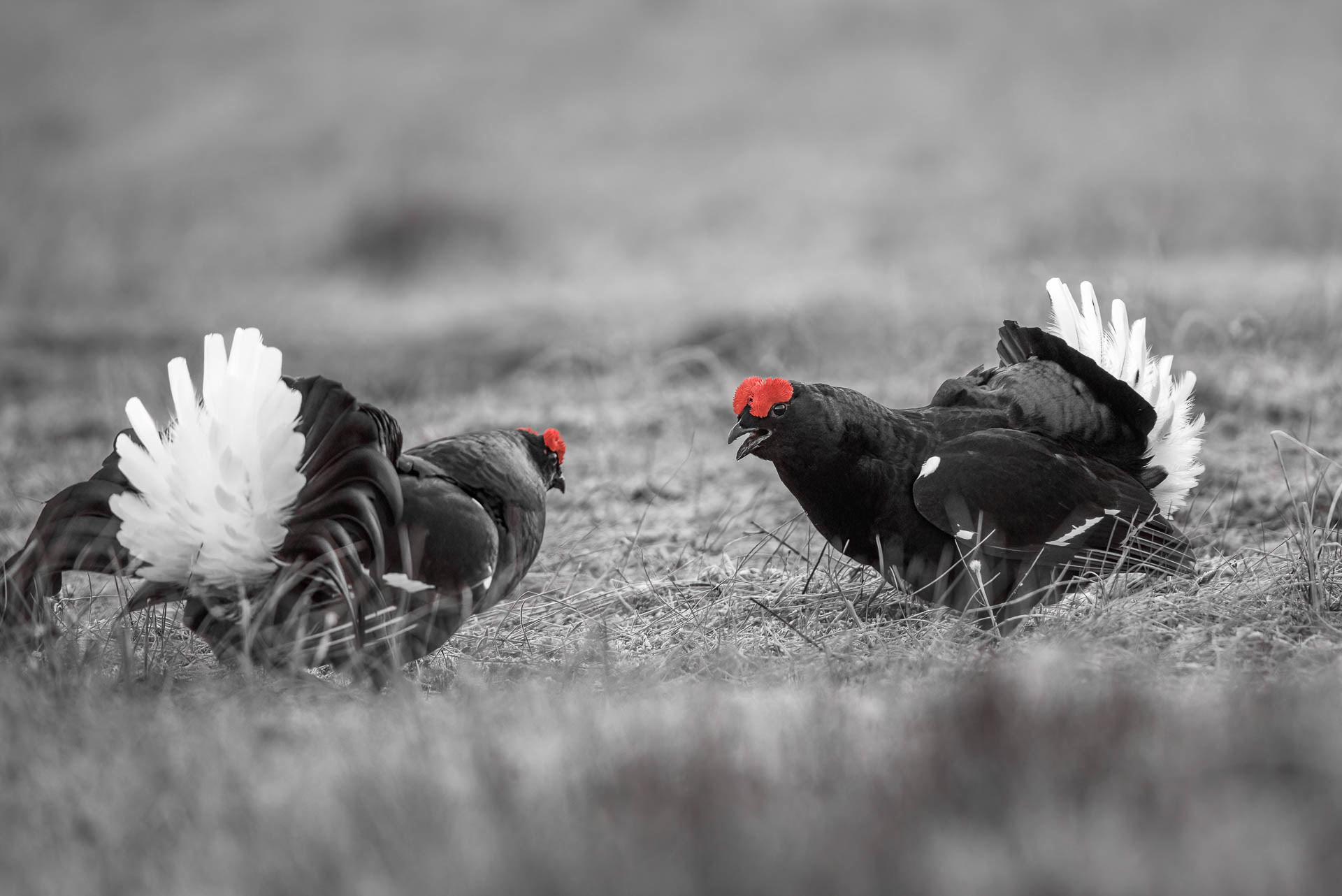 Black grouse, male (Lyrurus tetrix) - Østlandet, Norway
