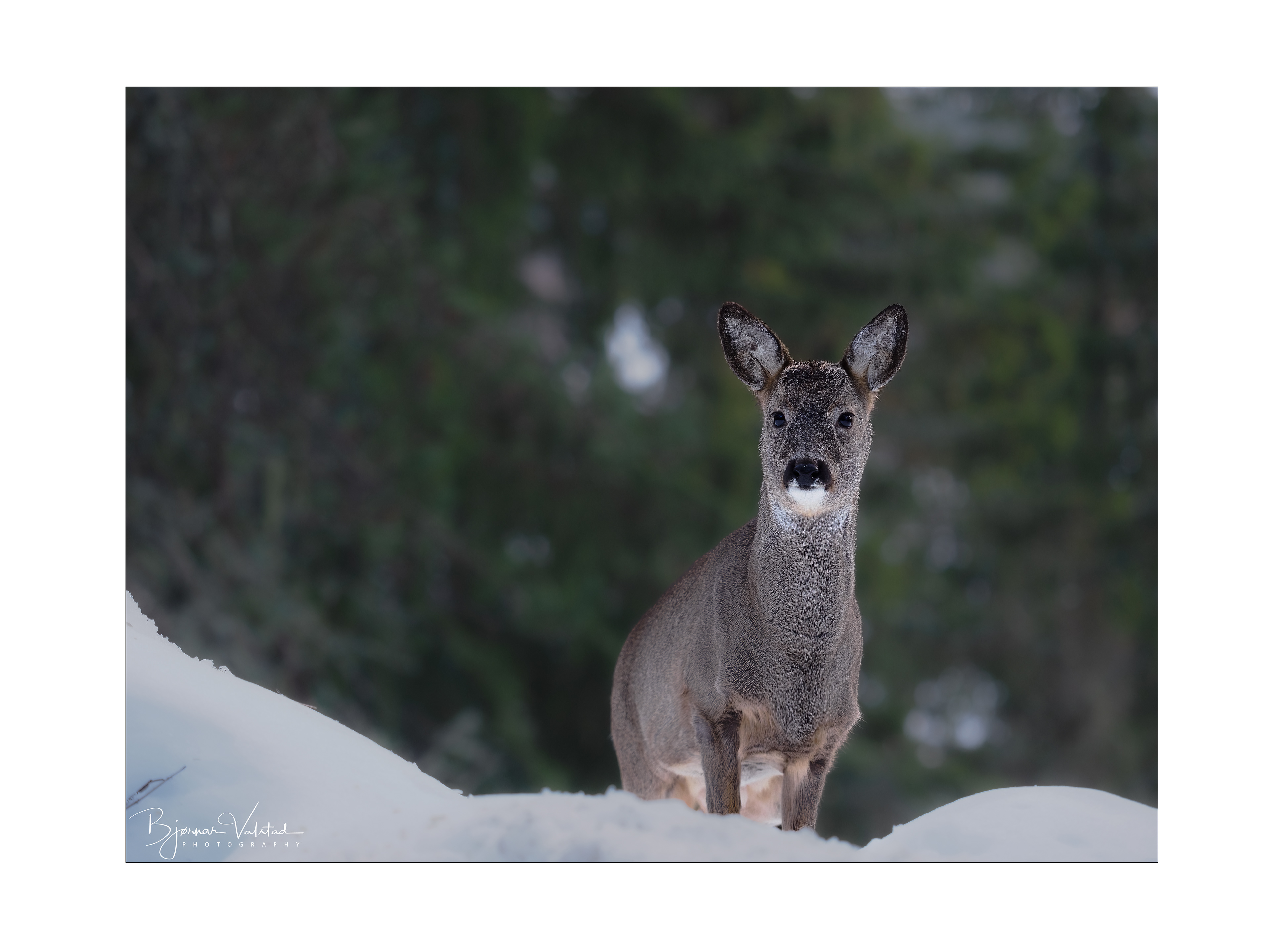 Roe deer (Capreolus capreolus)