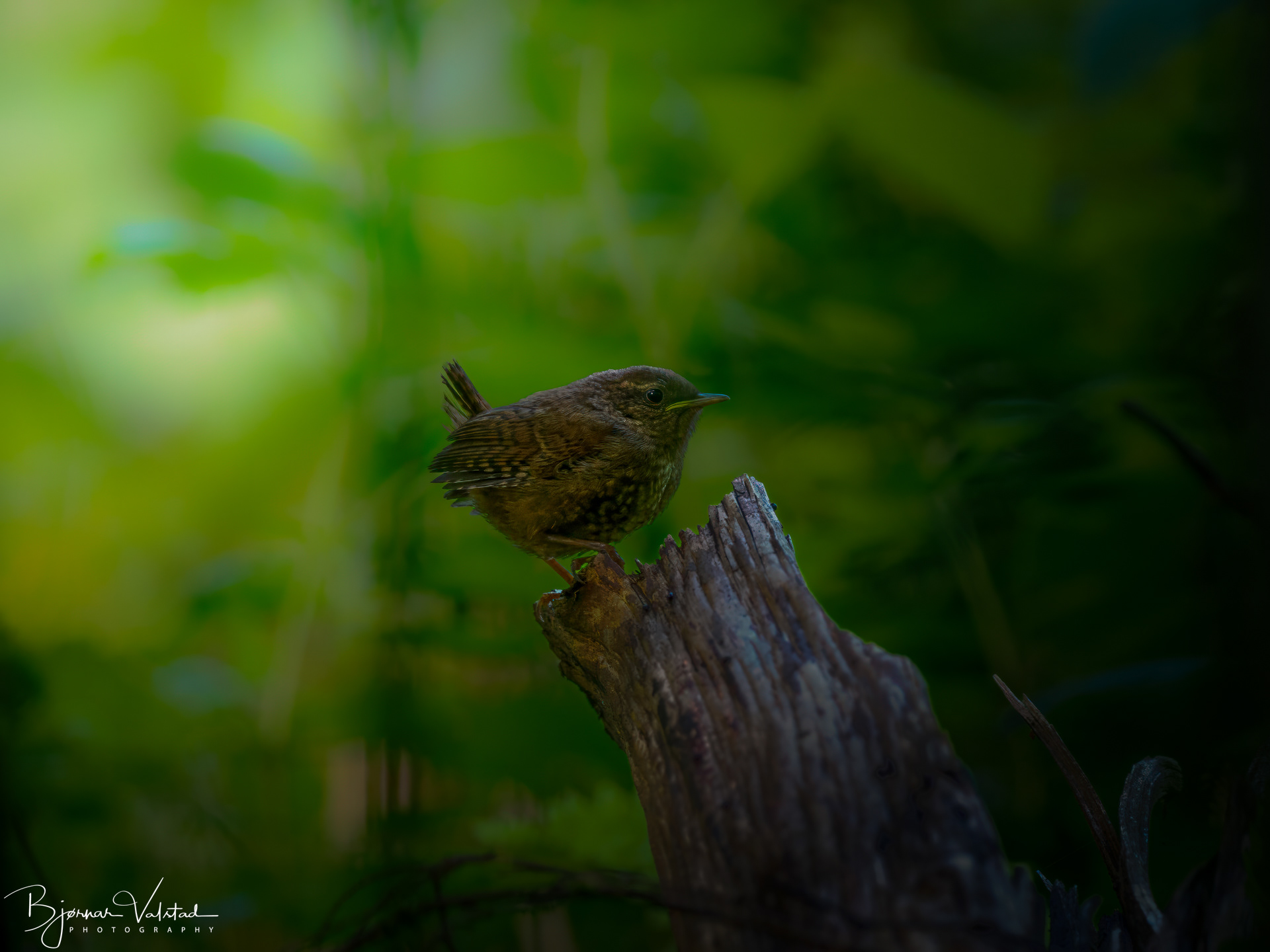 The Eurasian wren (Troglodytes troglodytes)